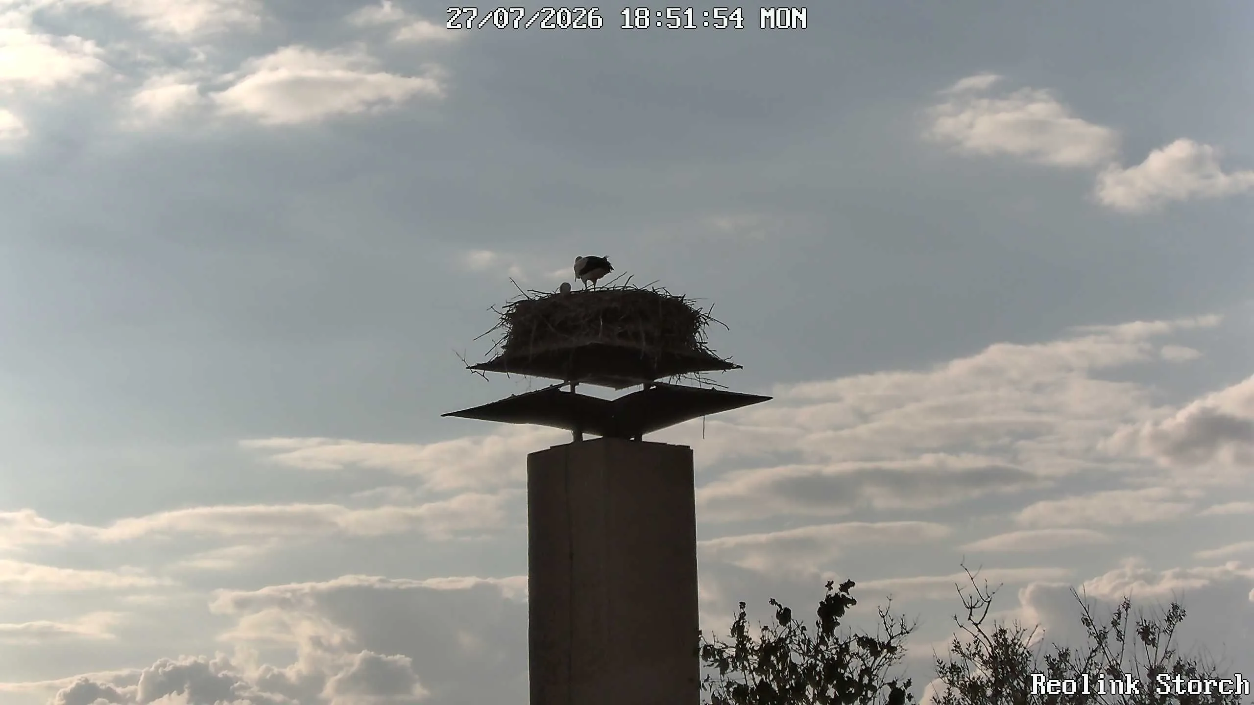 Storchencam Bild