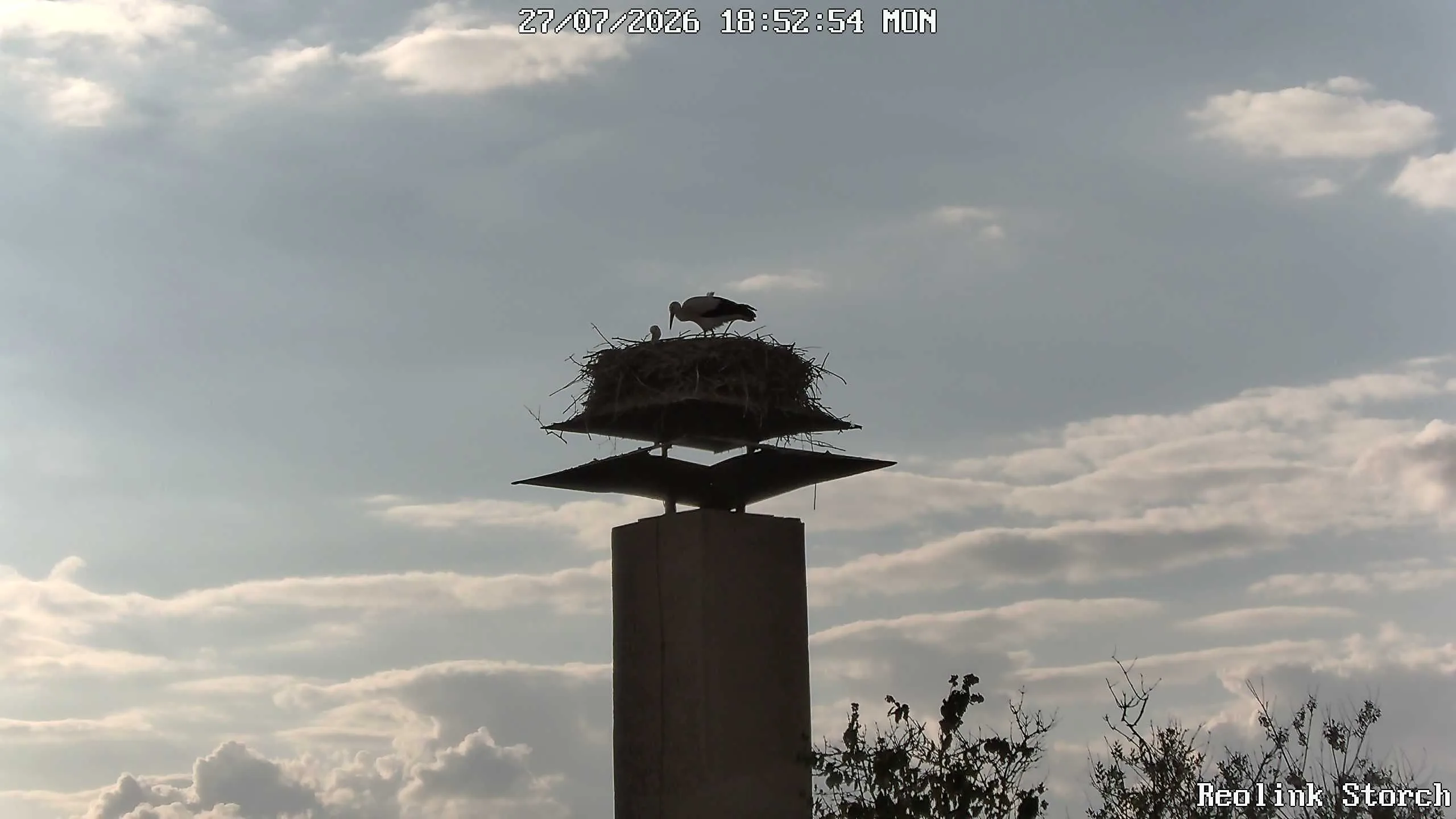 Storchencam Bild