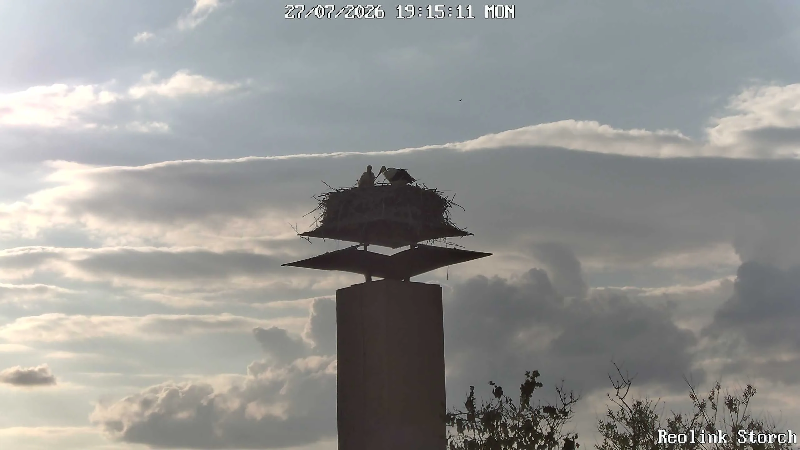 Storchencam Bild
