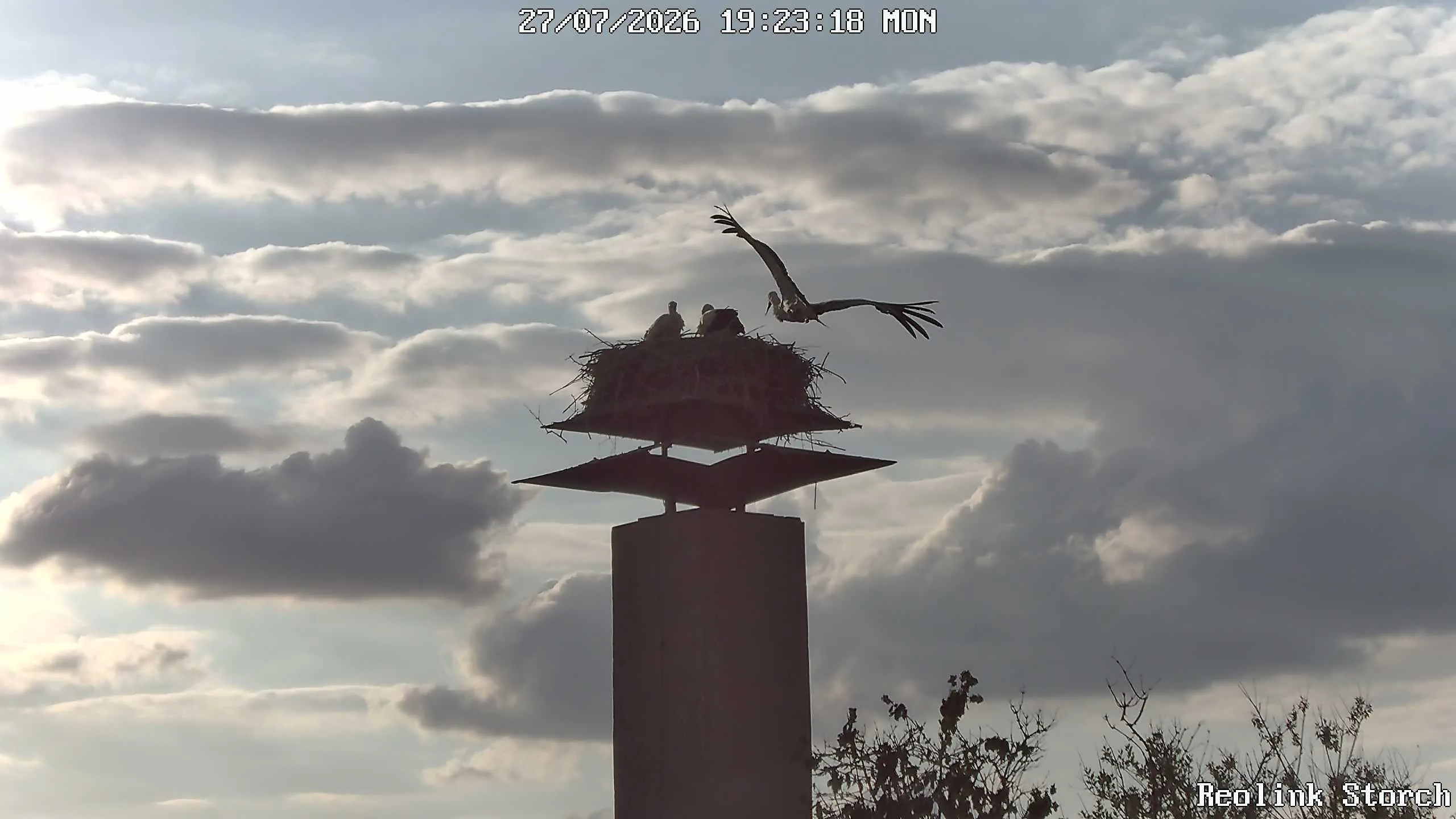 Storchencam Bild