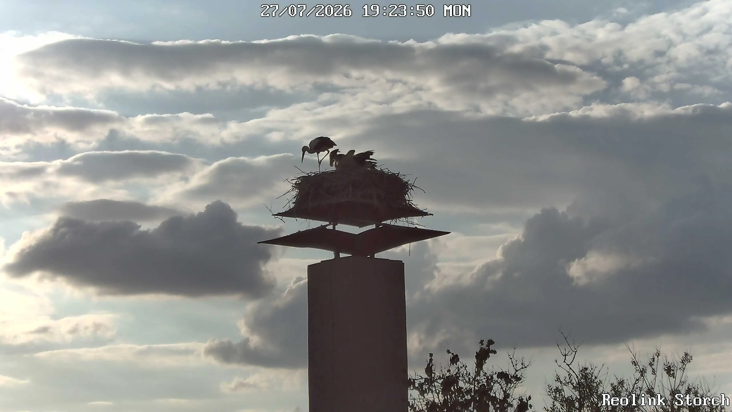 Storchencam Bild