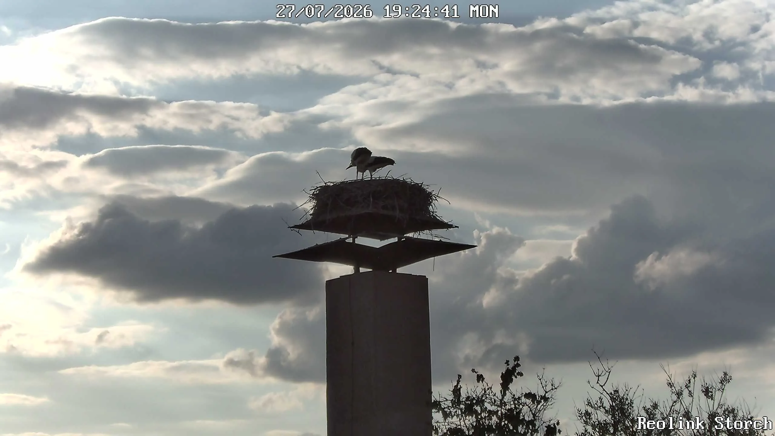 Storchencam Bild