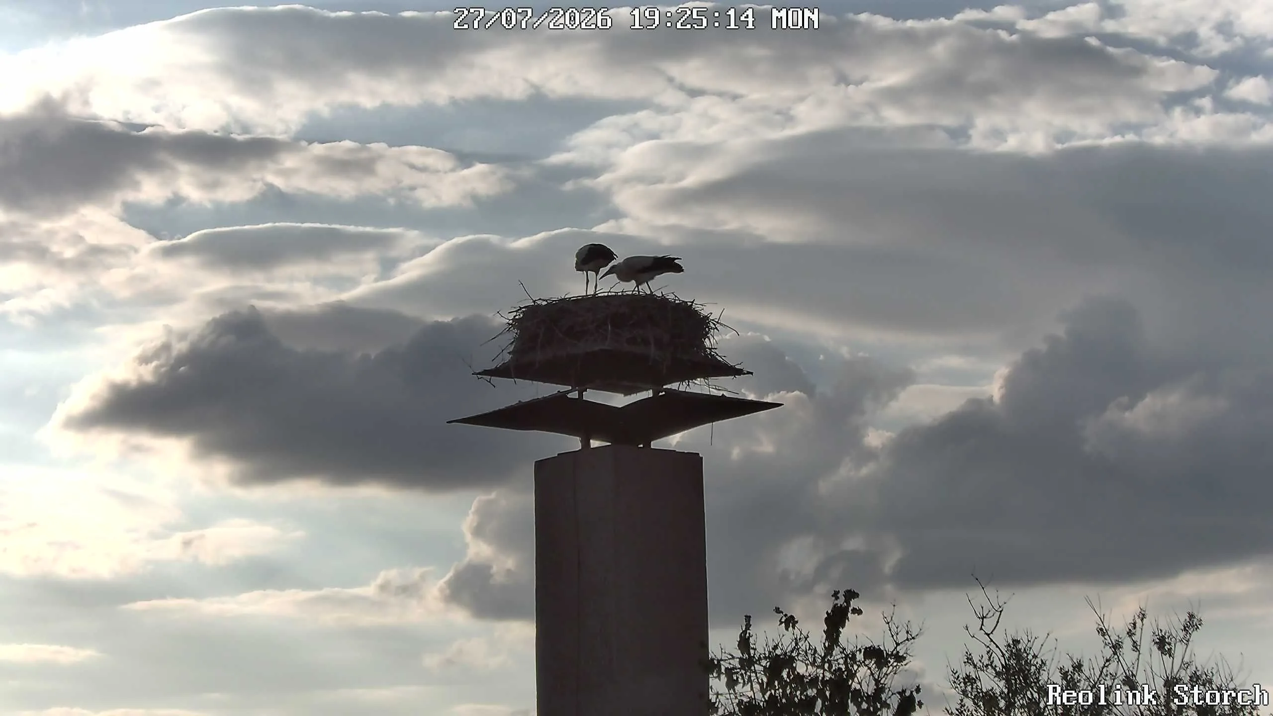 Storchencam Bild