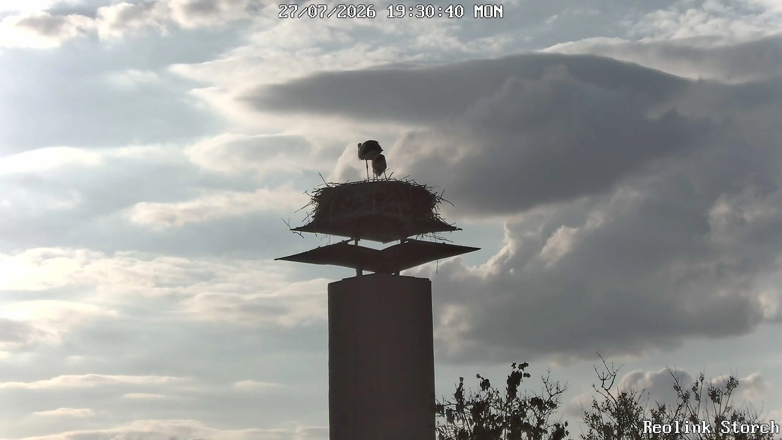 Storchencam Bild