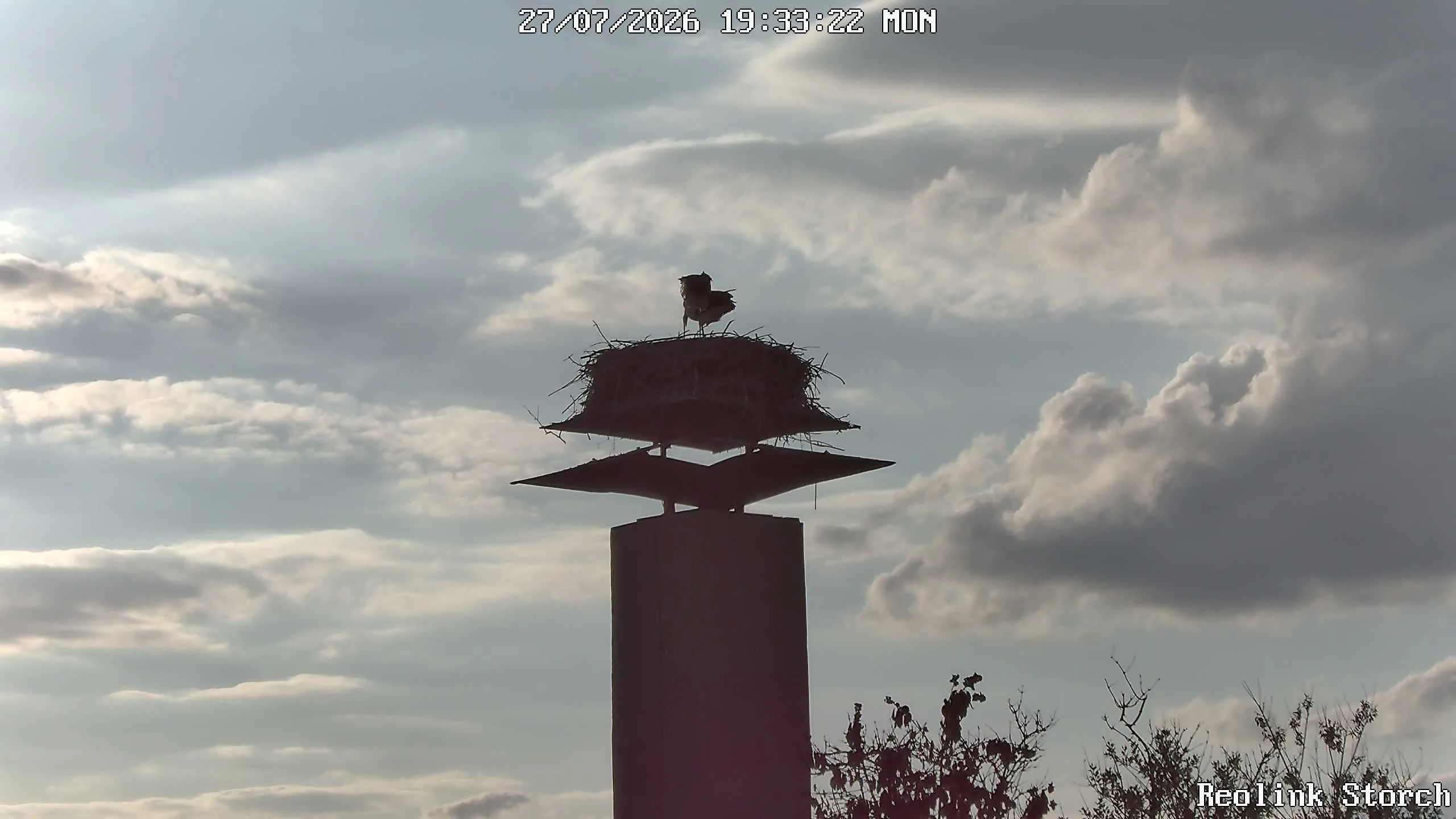 Storchencam Bild