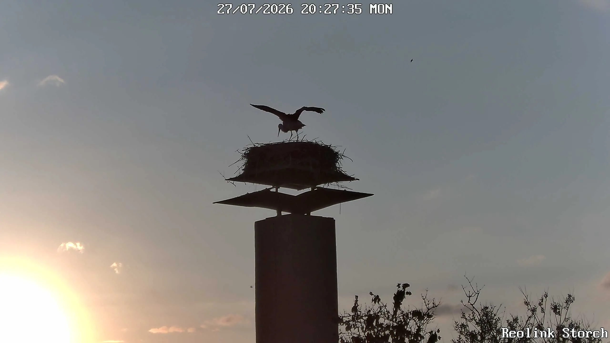 Storchencam Bild