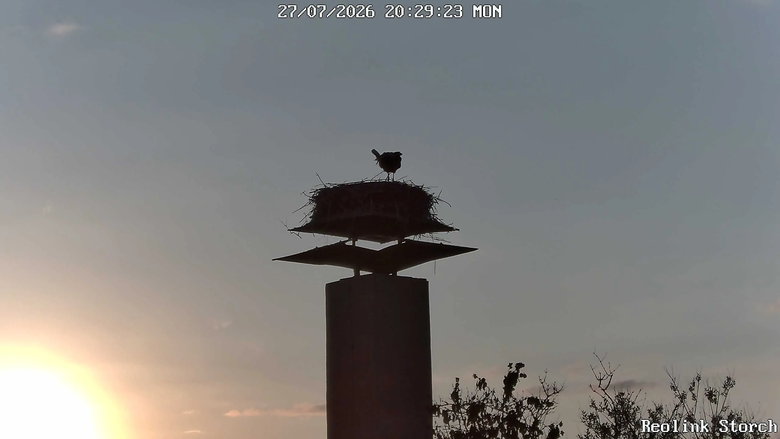 Storchencam Bild