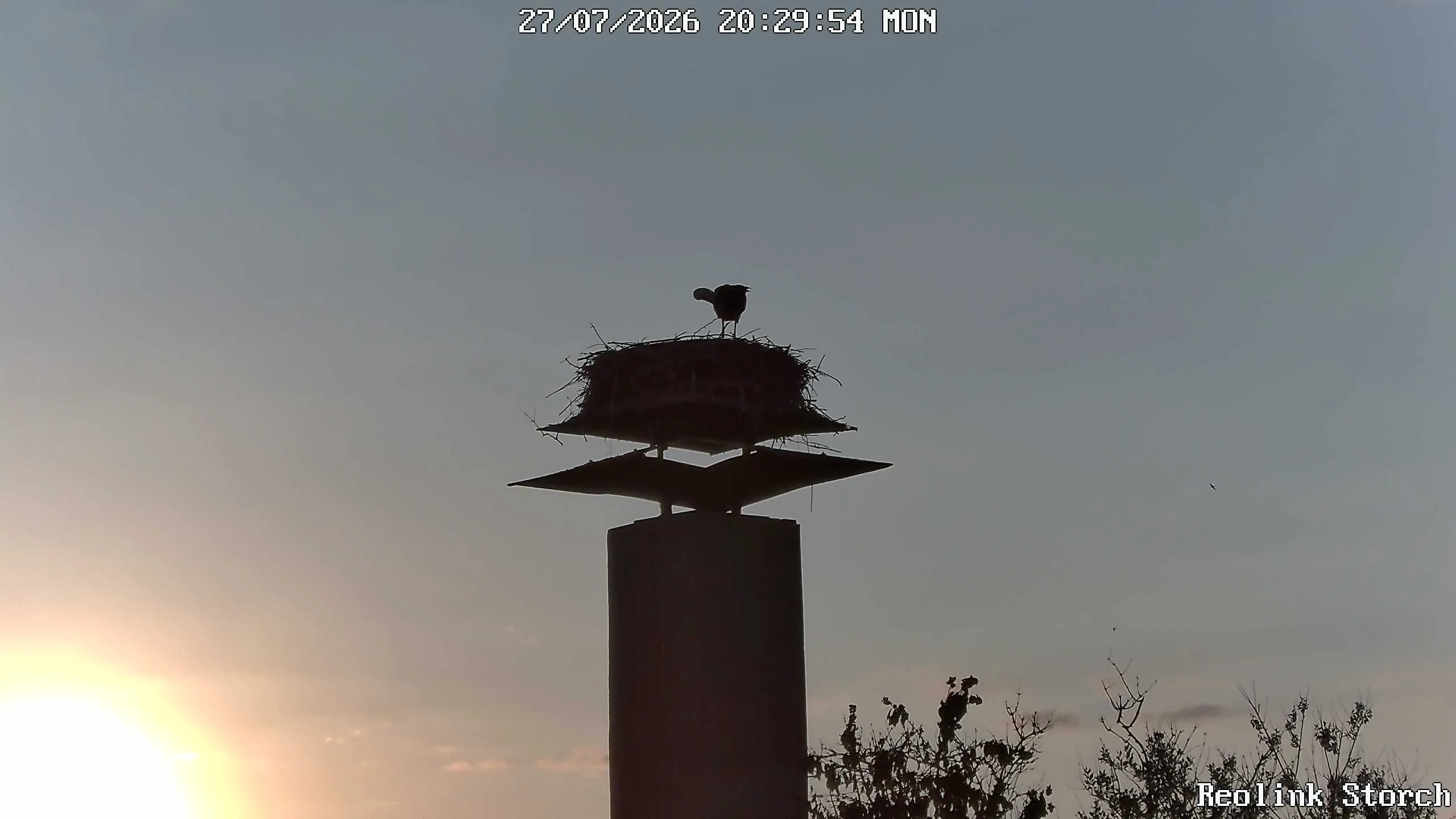 Storchencam Bild