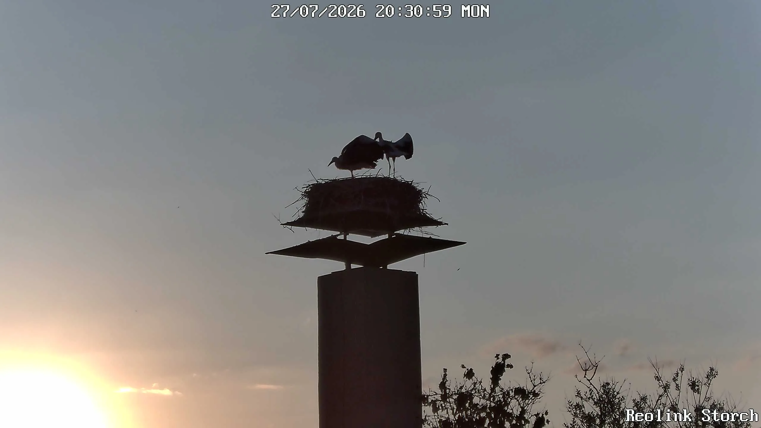 Storchencam Bild
