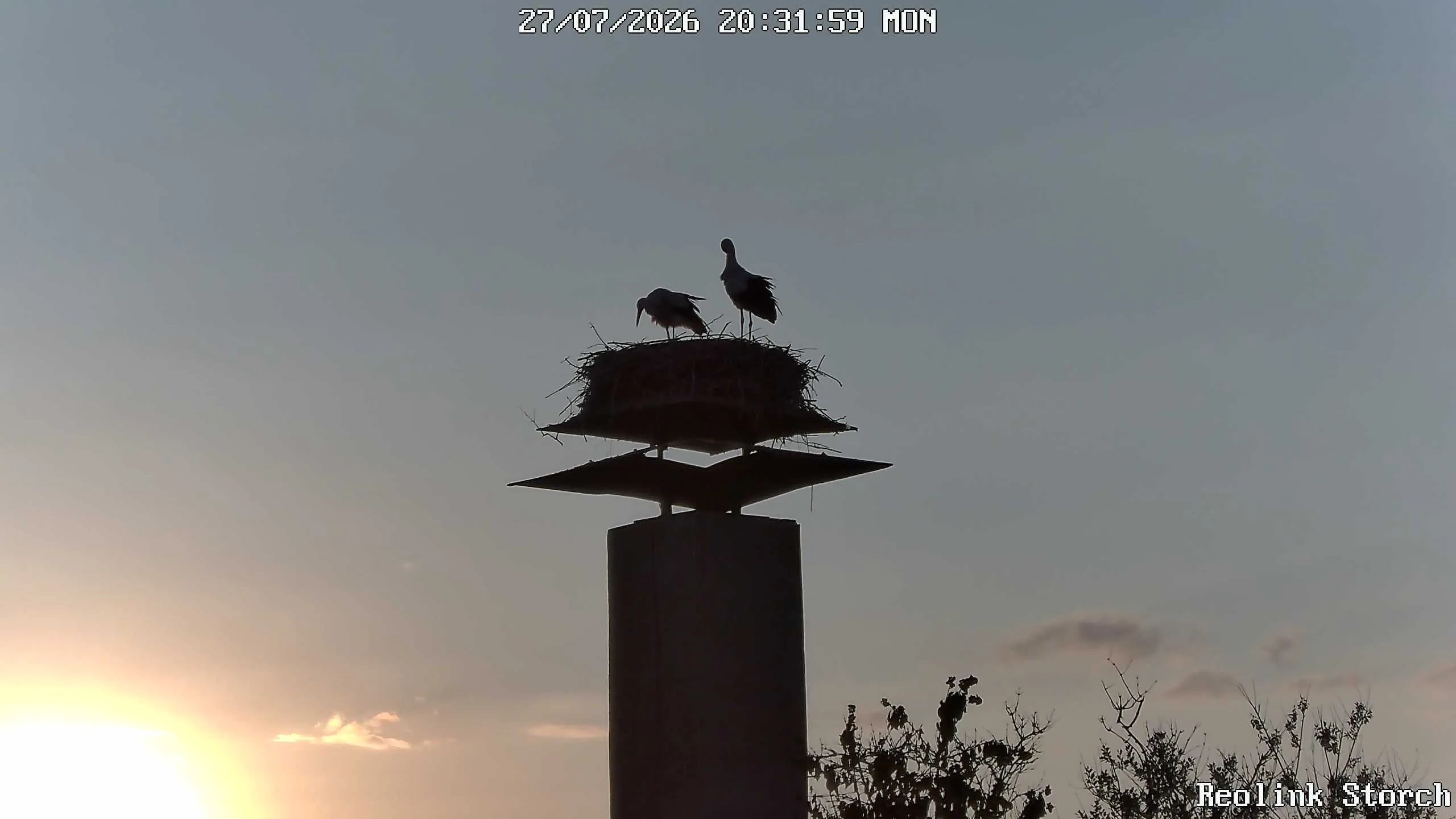 Storchencam Bild