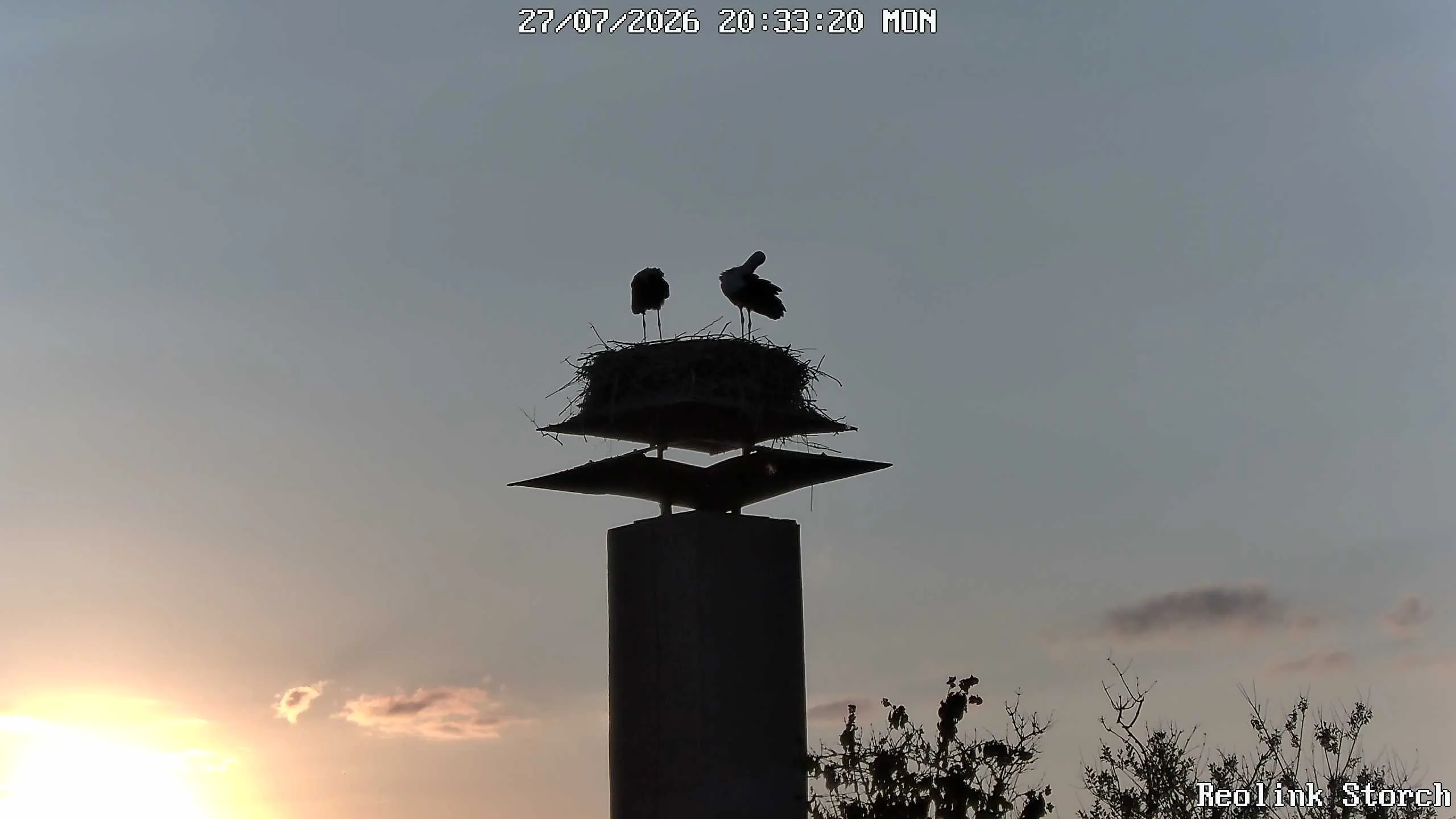 Storchencam Bild