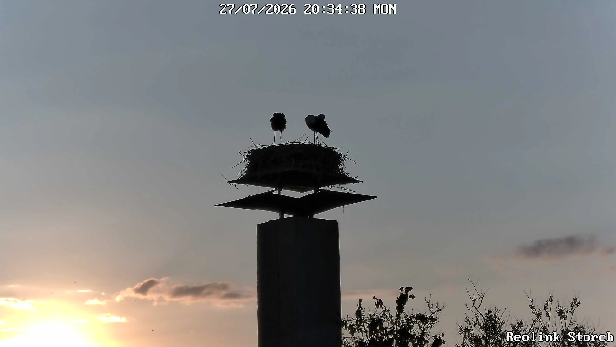 Storchencam Bild