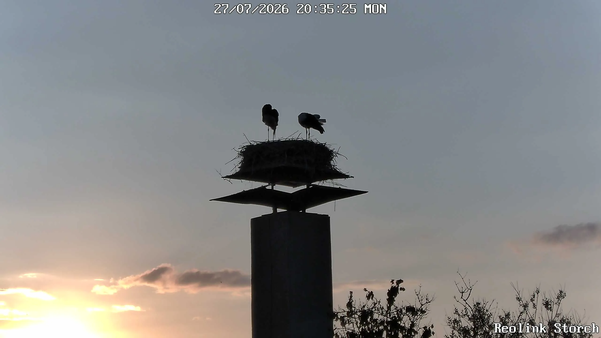Storchencam Bild