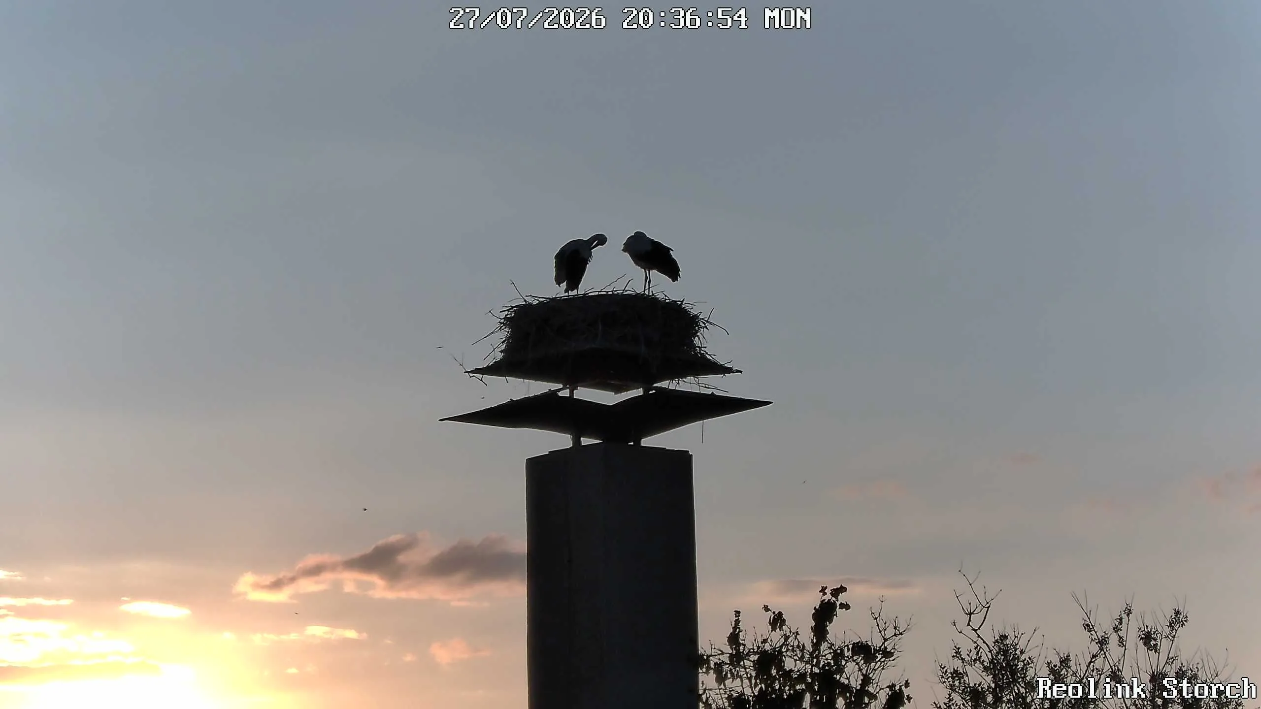 Storchencam Bild