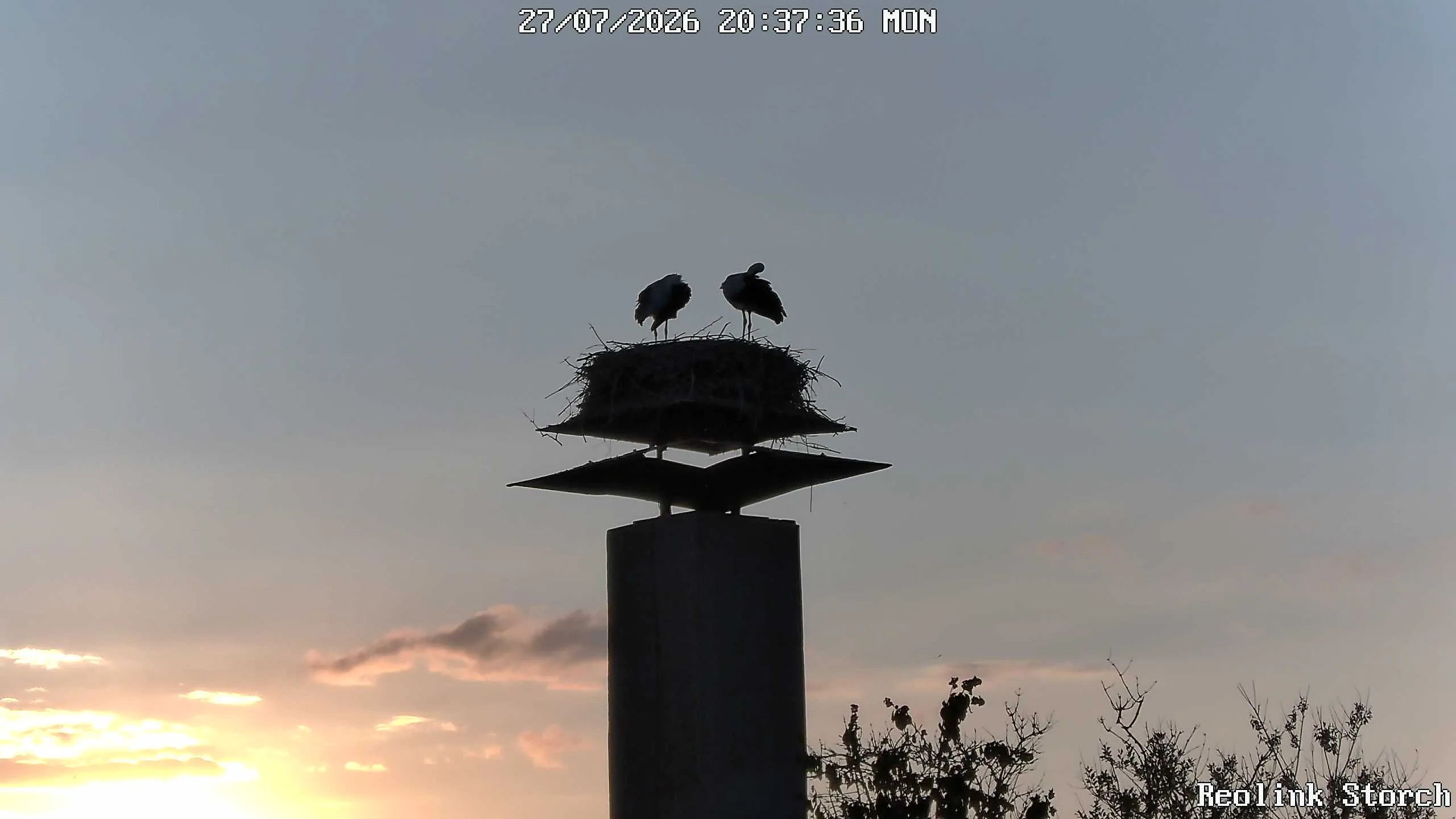 Storchencam Bild