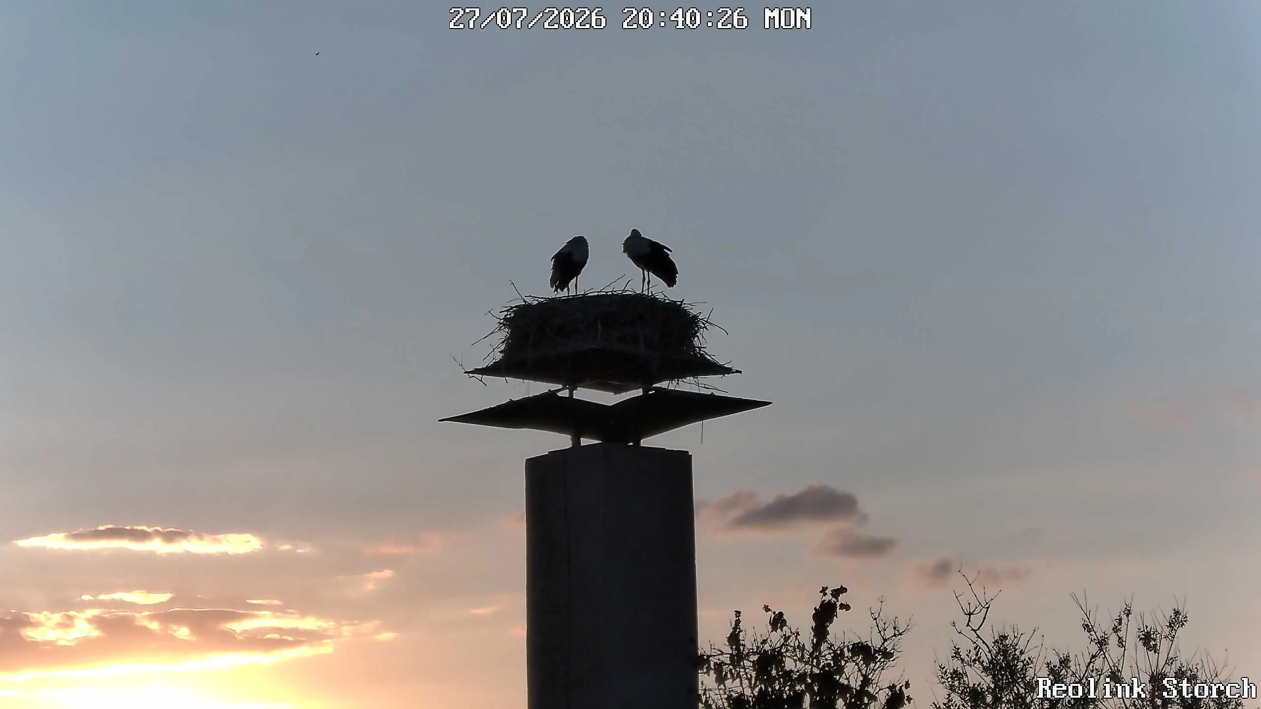 Storchencam Bild