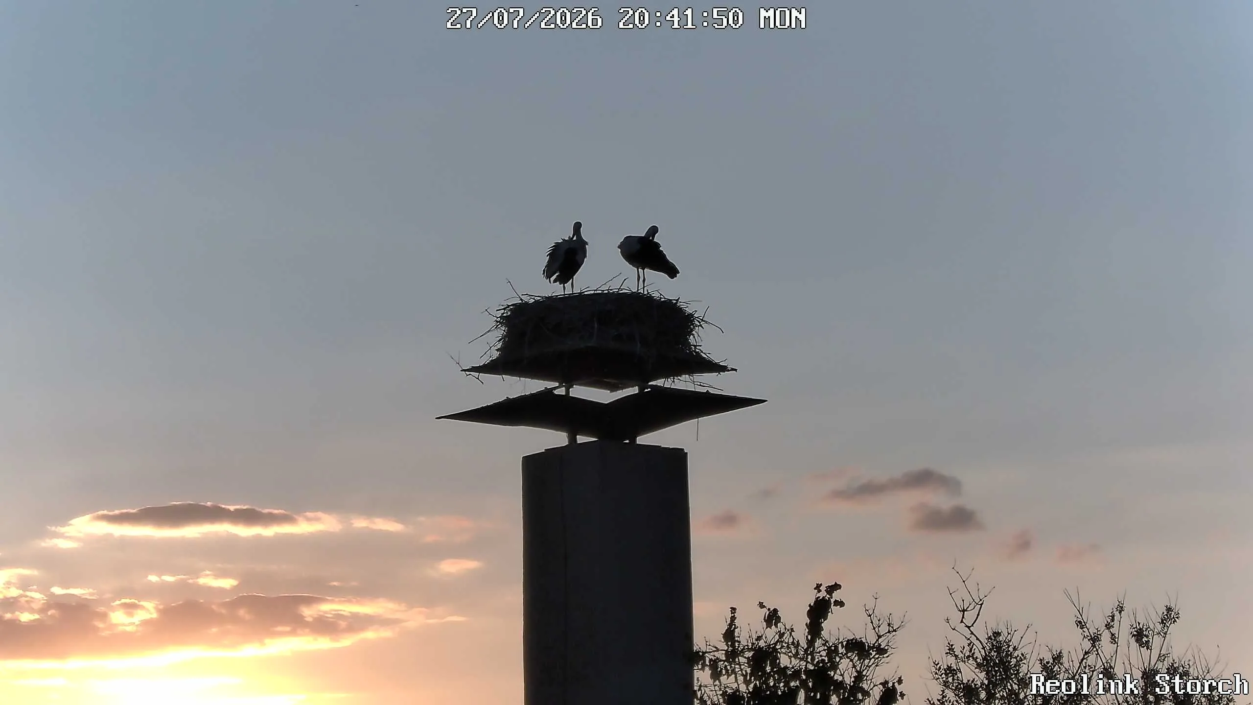 Storchencam Bild
