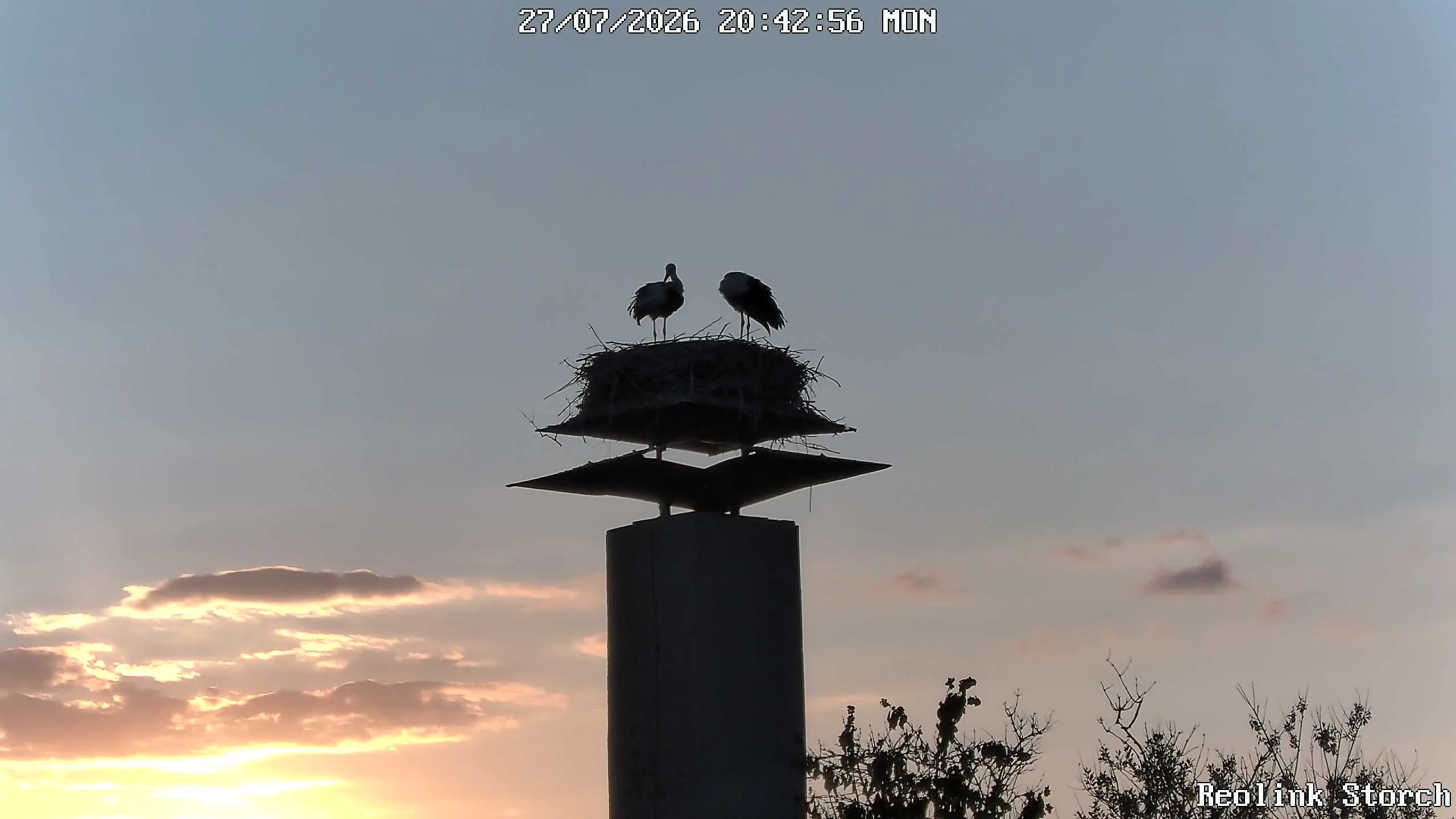 Storchencam Bild