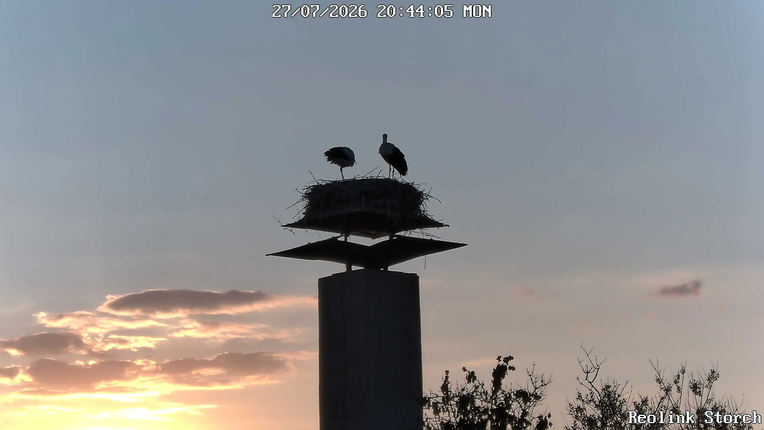 Storchencam Bild