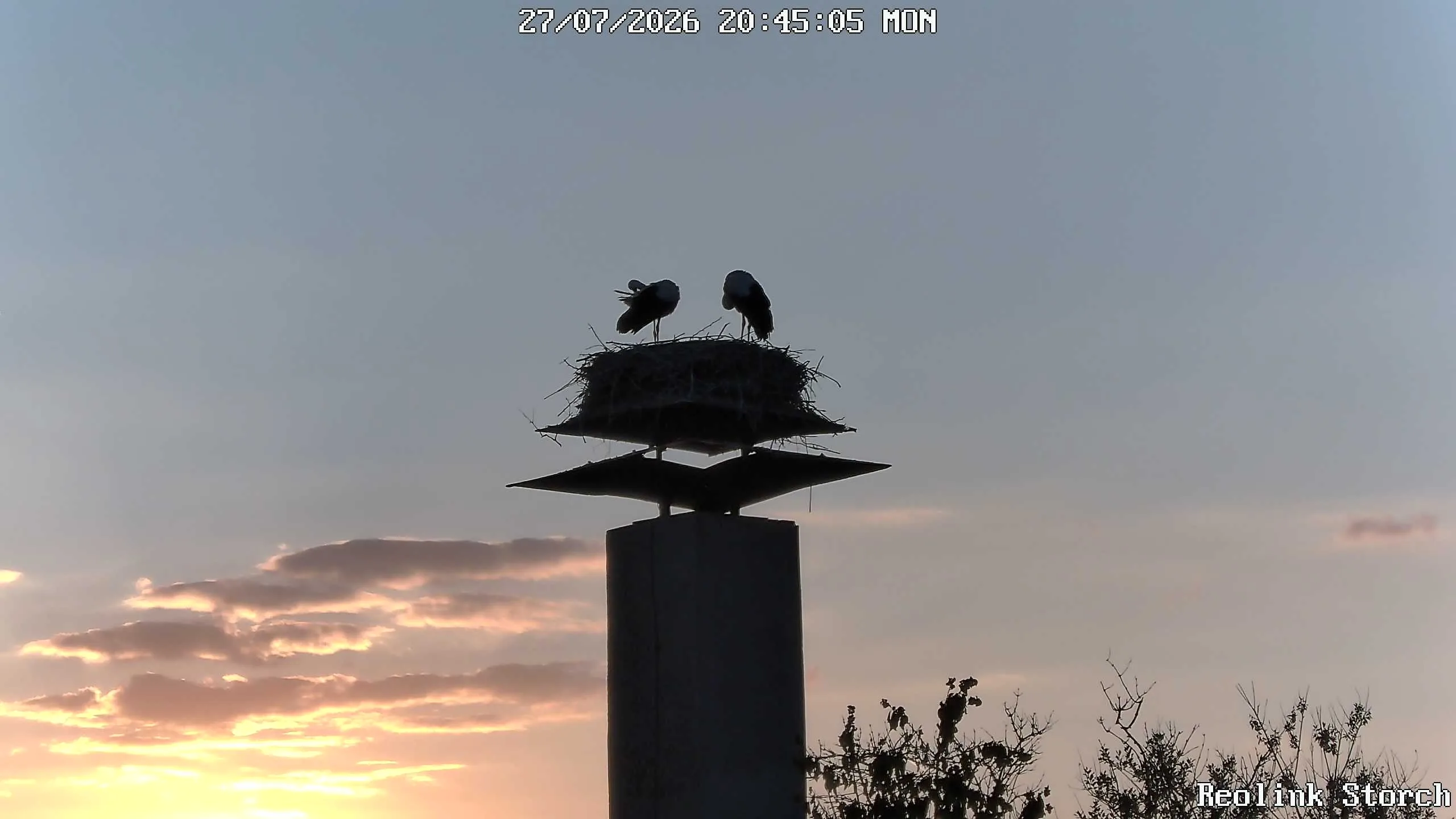 Storchencam Bild