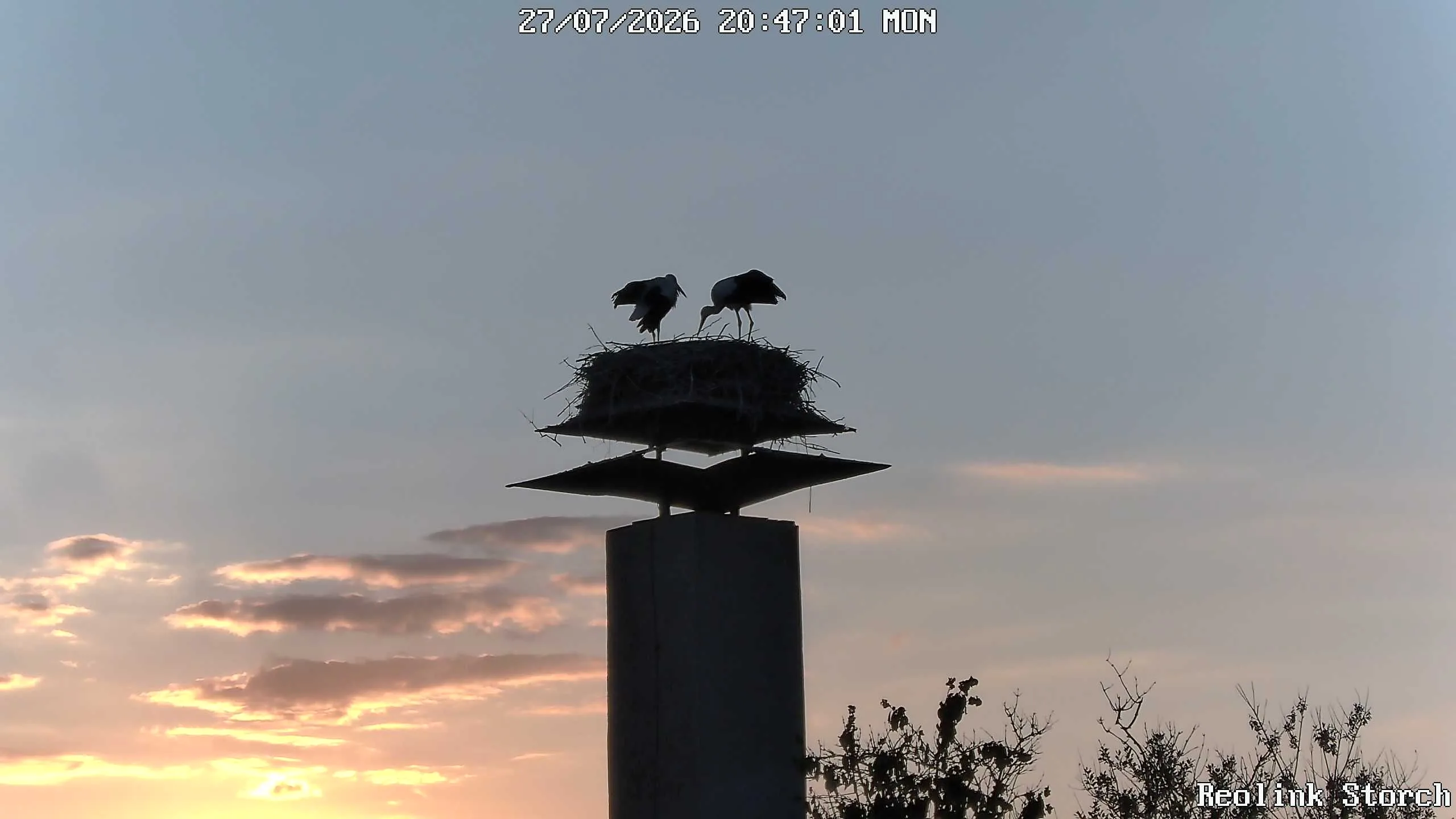 Storchencam Bild