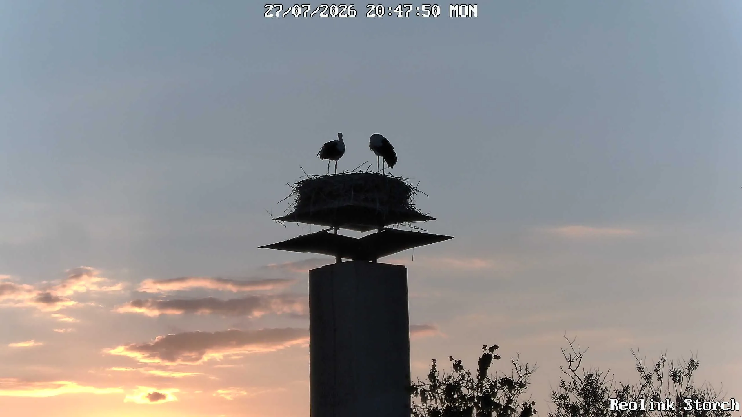 Storchencam Bild