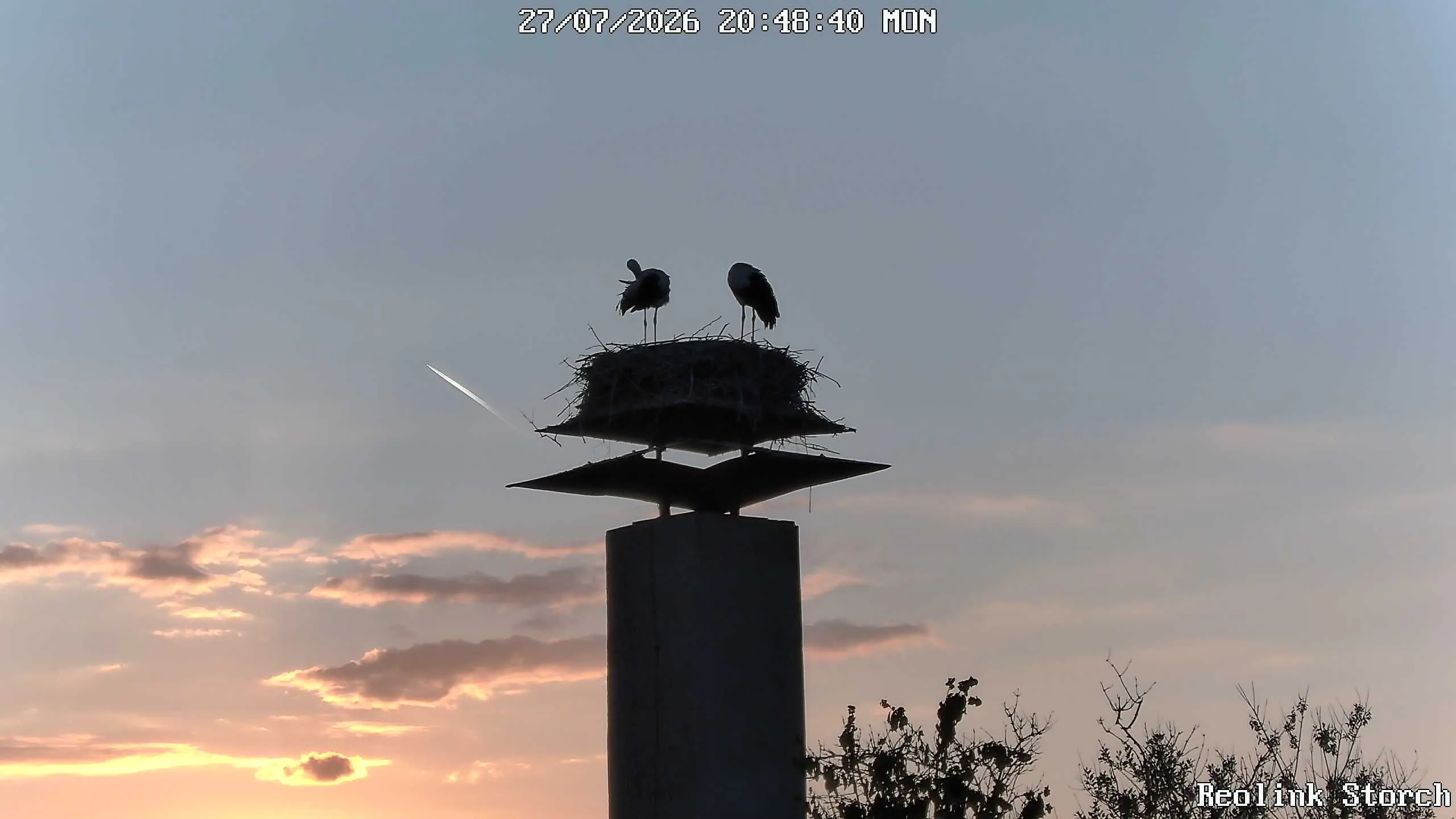Storchencam Bild