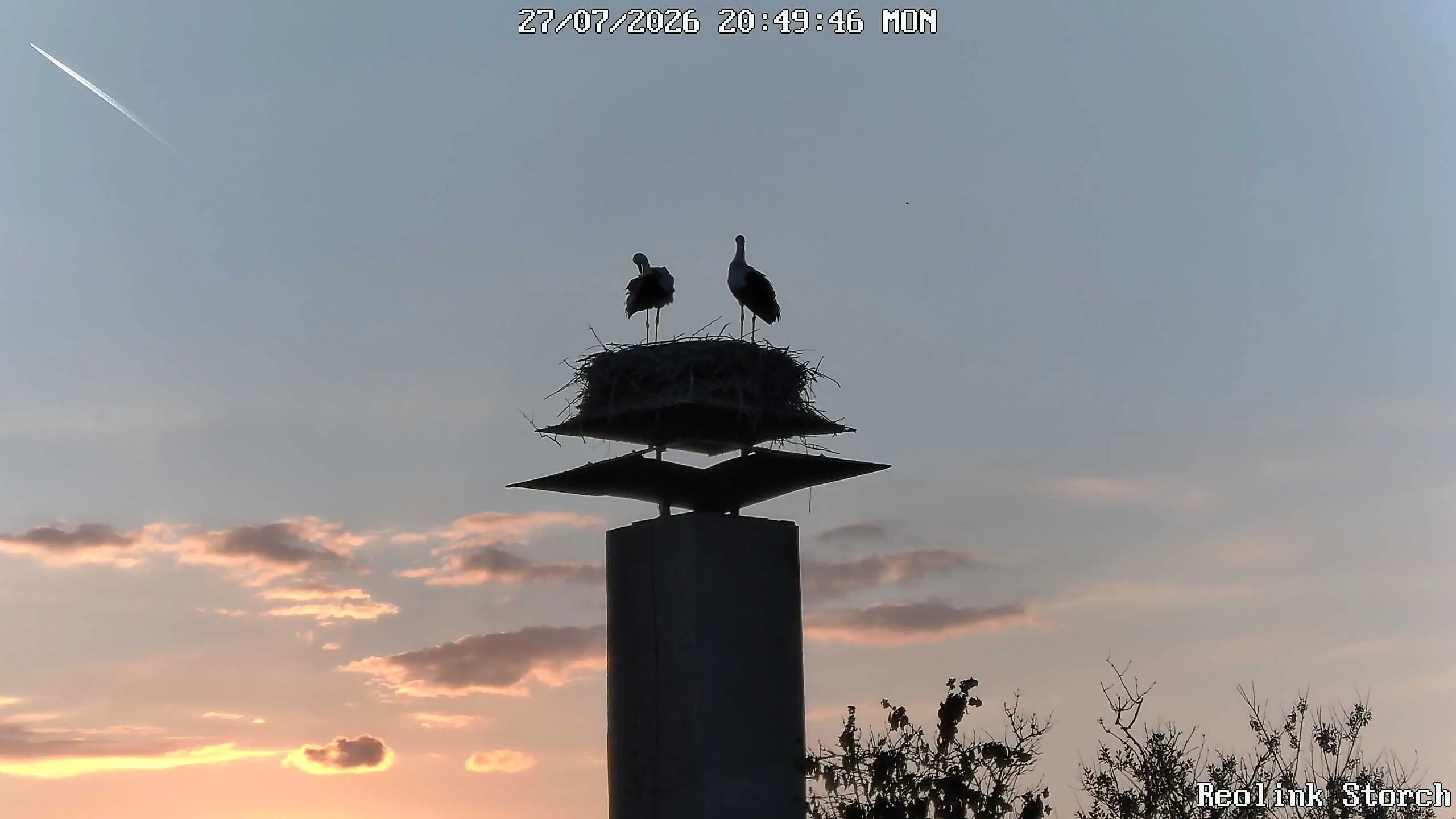 Storchencam Bild
