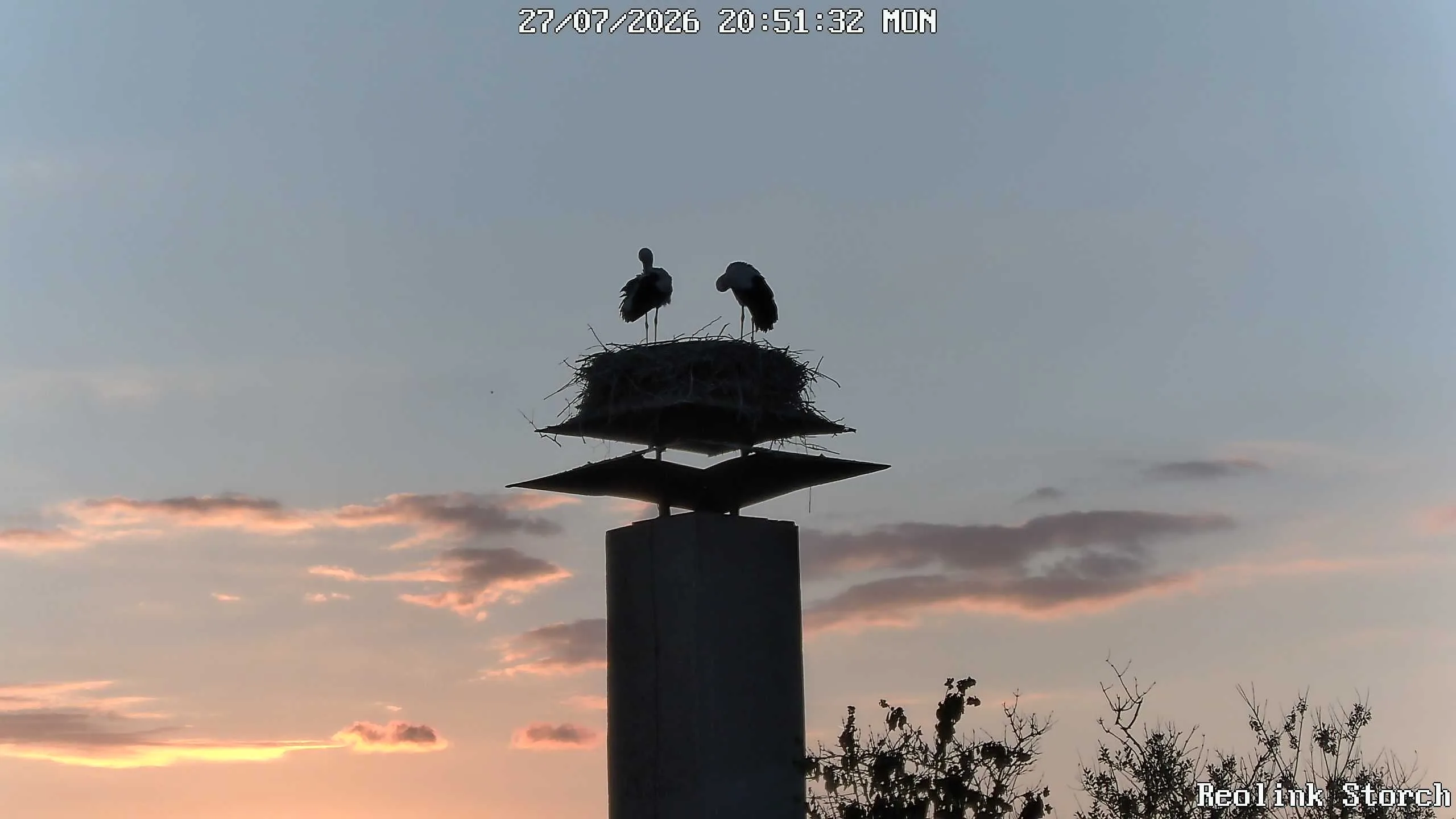 Storchencam Bild