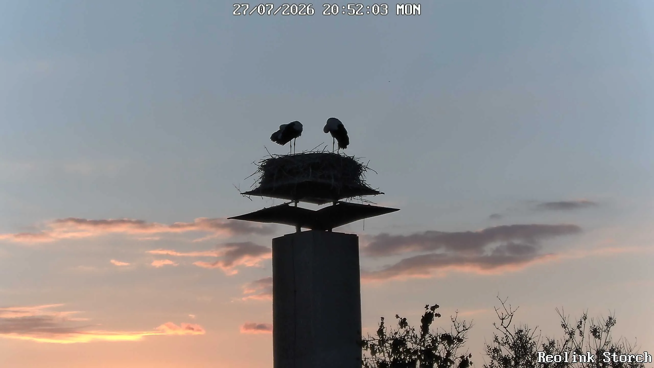 Storchencam Bild