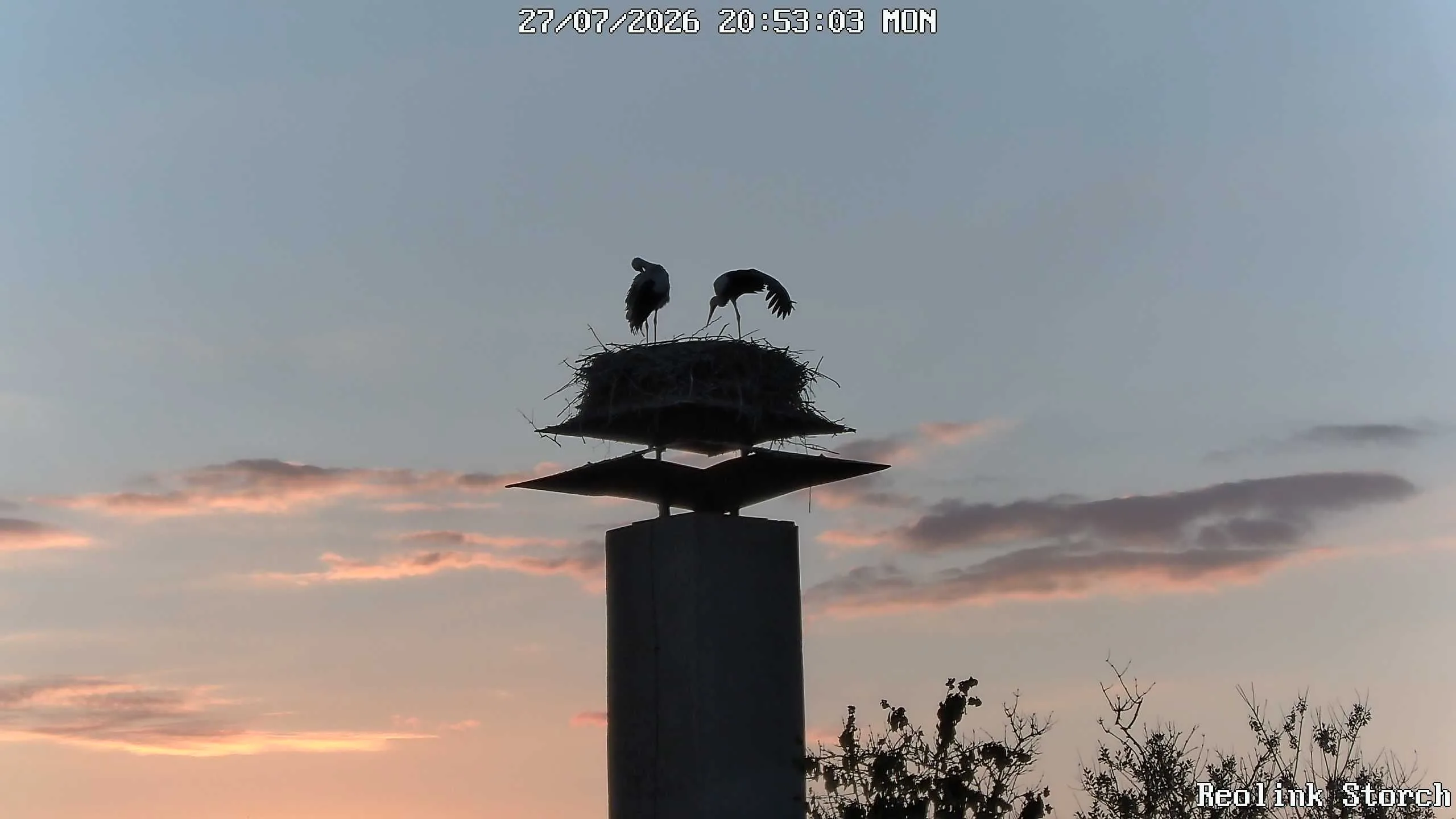 Storchencam Bild