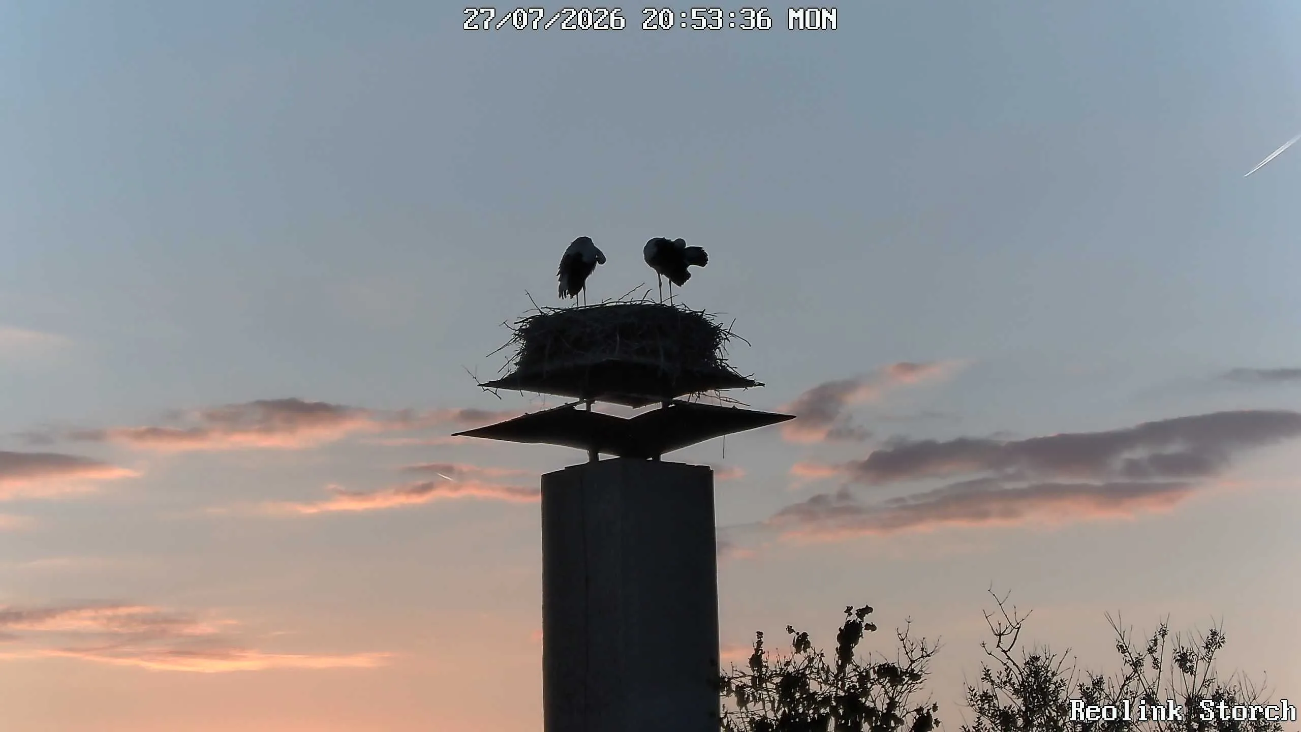 Storchencam Bild