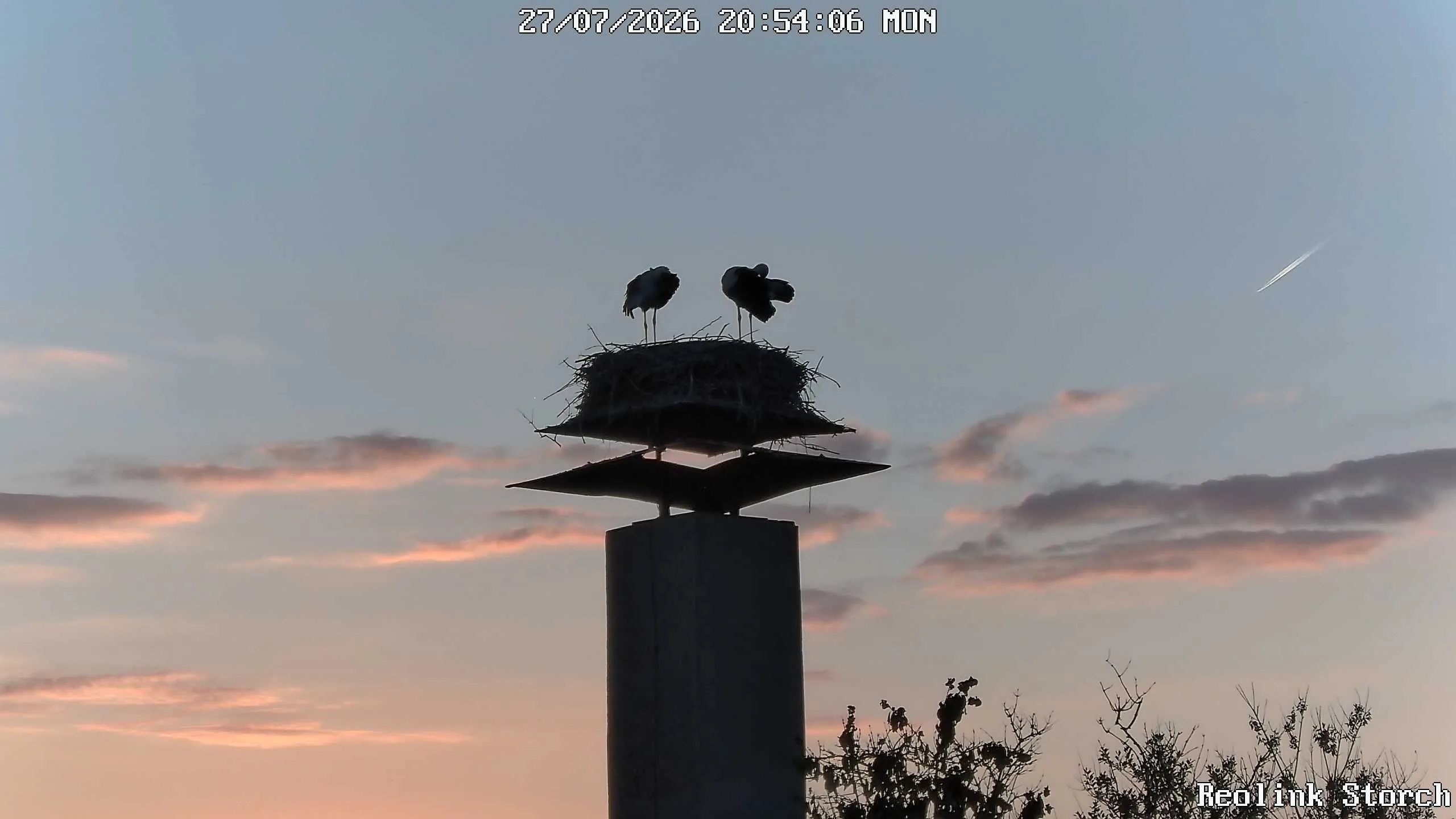 Storchencam Bild