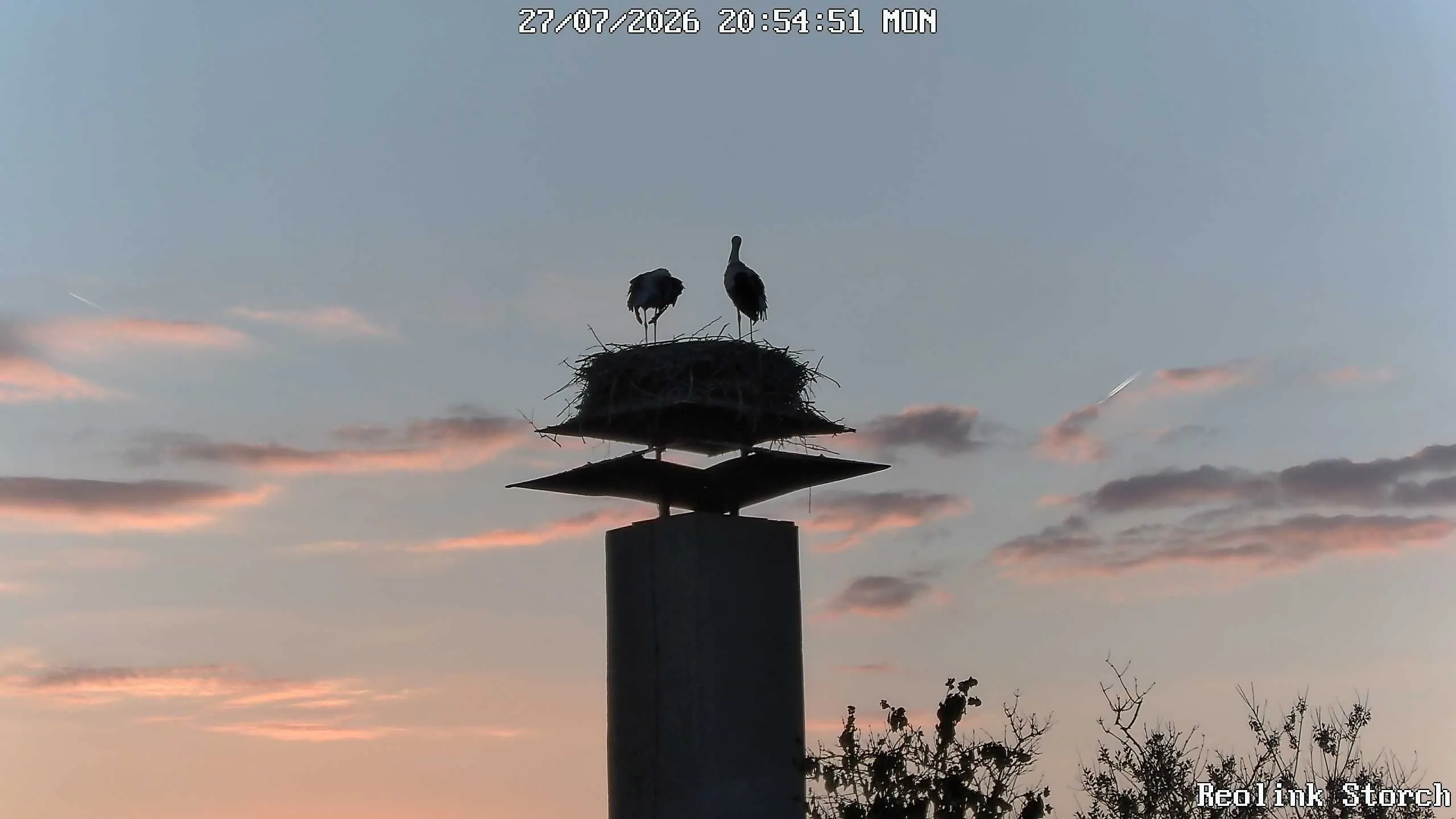 Storchencam Bild
