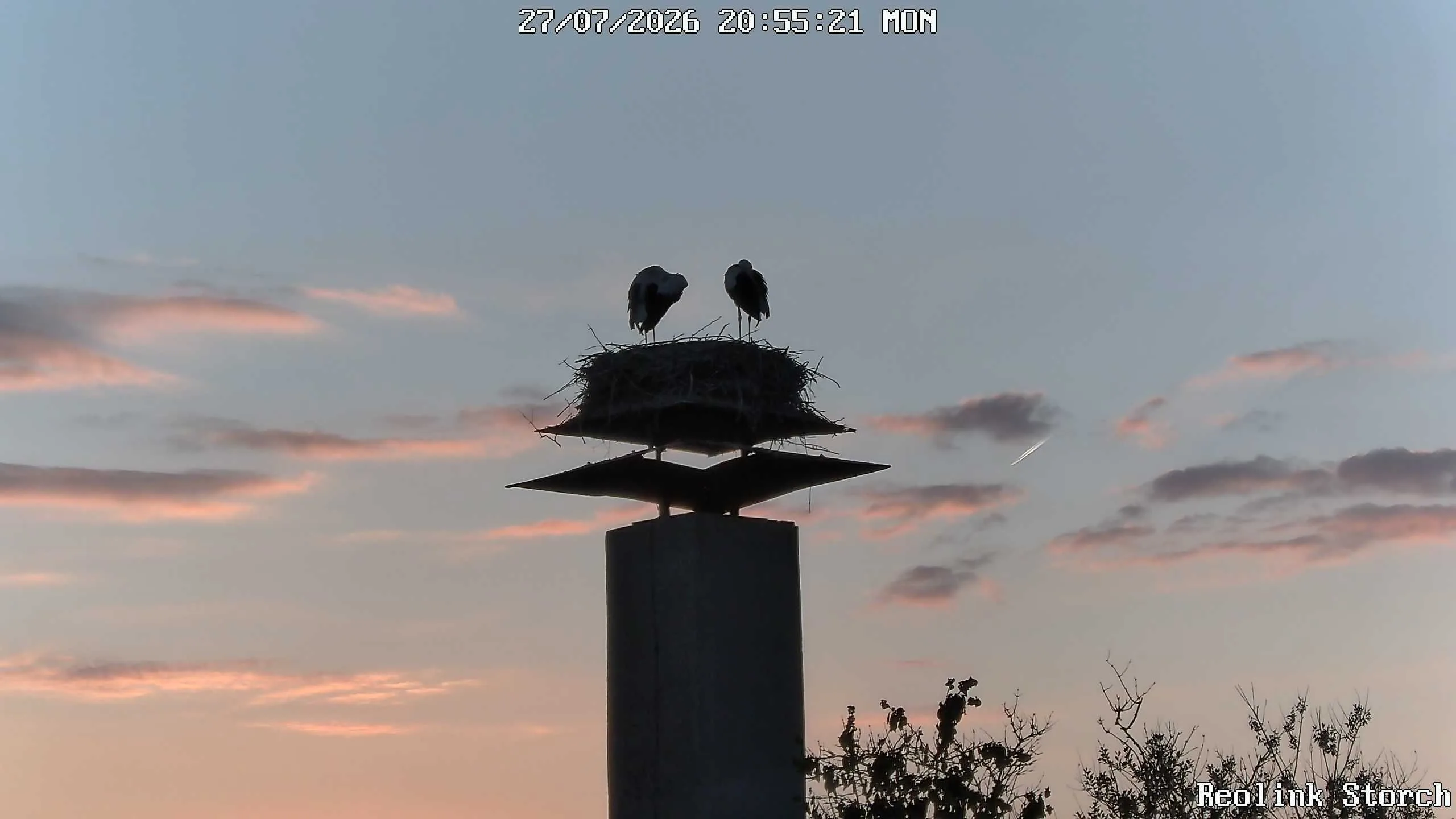 Storchencam Bild