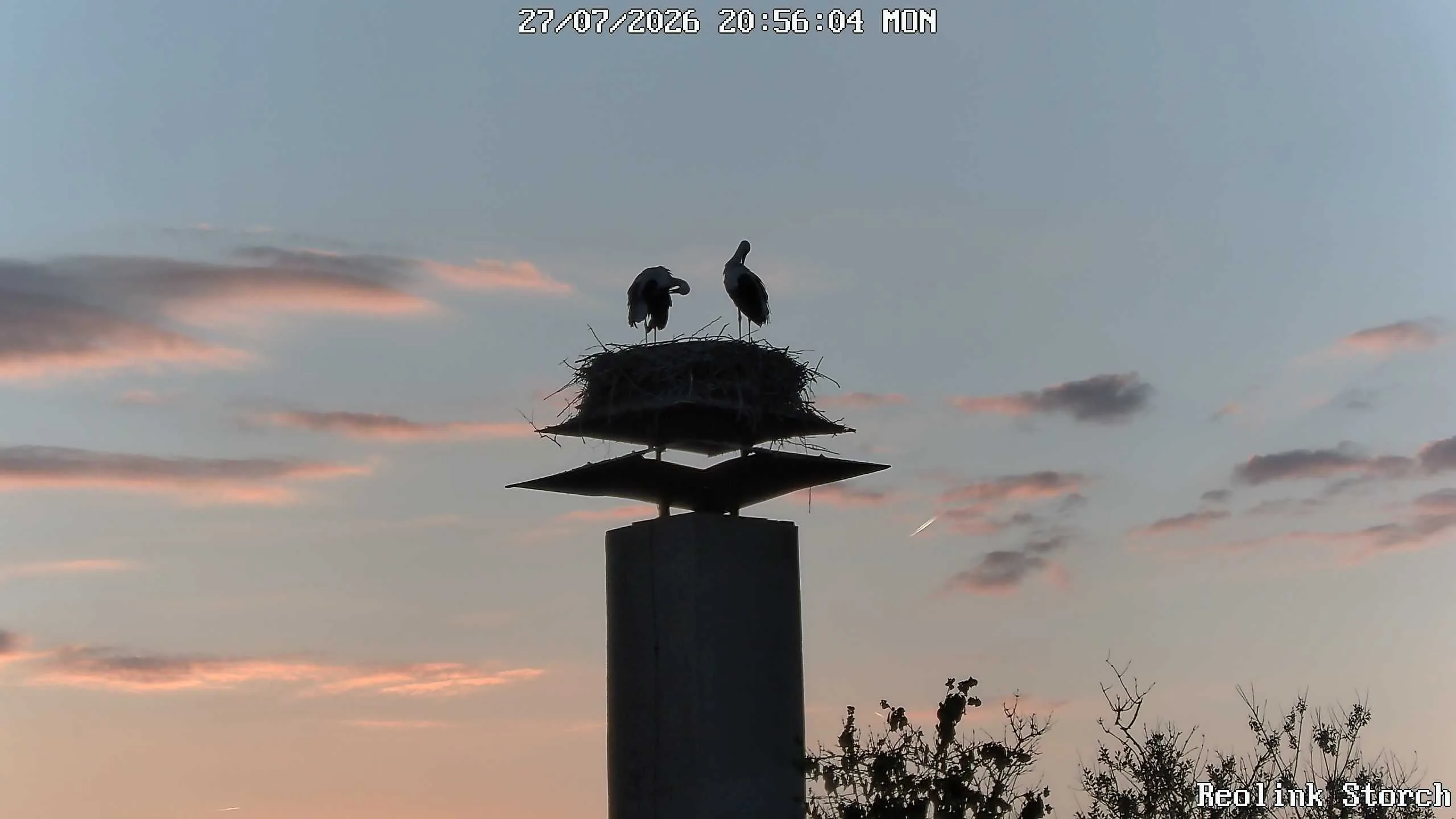 Storchencam Bild