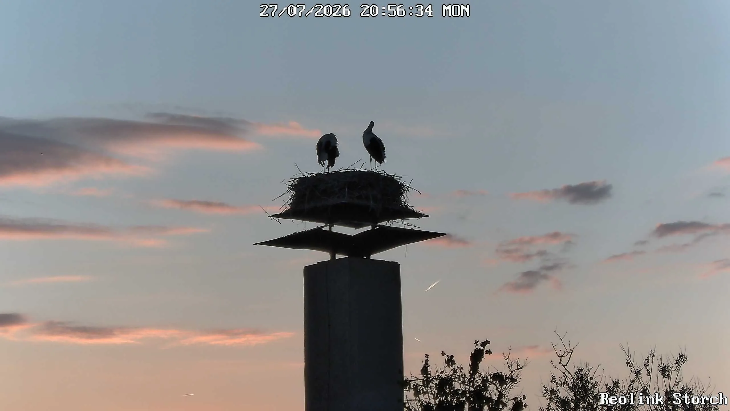 Storchencam Bild