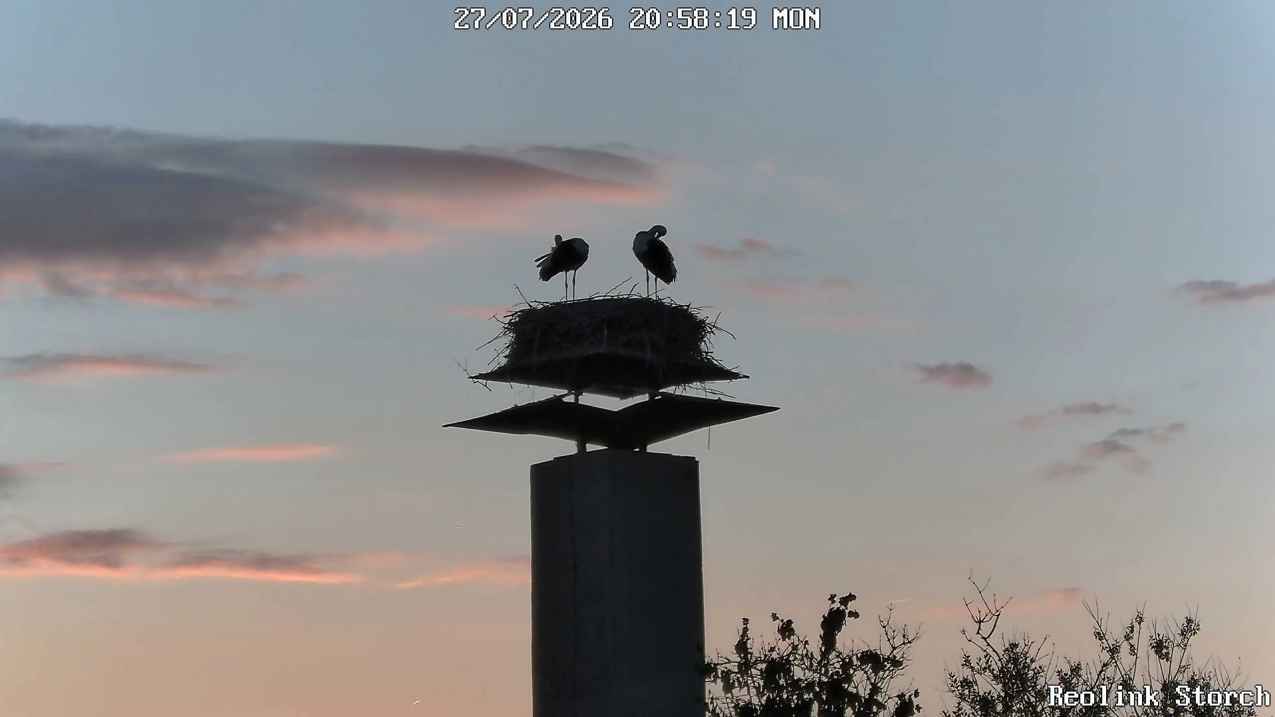Storchencam Bild