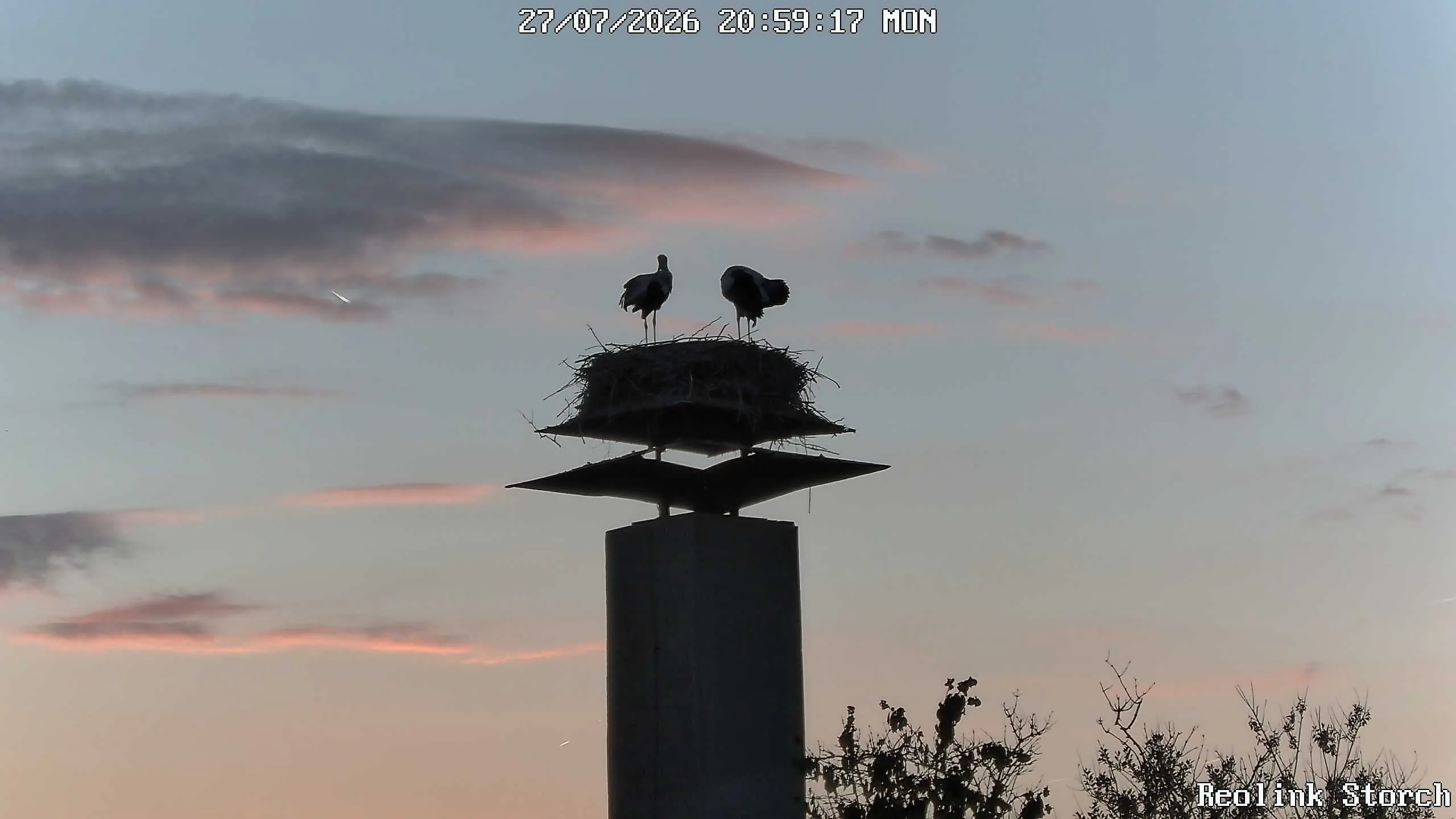 Storchencam Bild