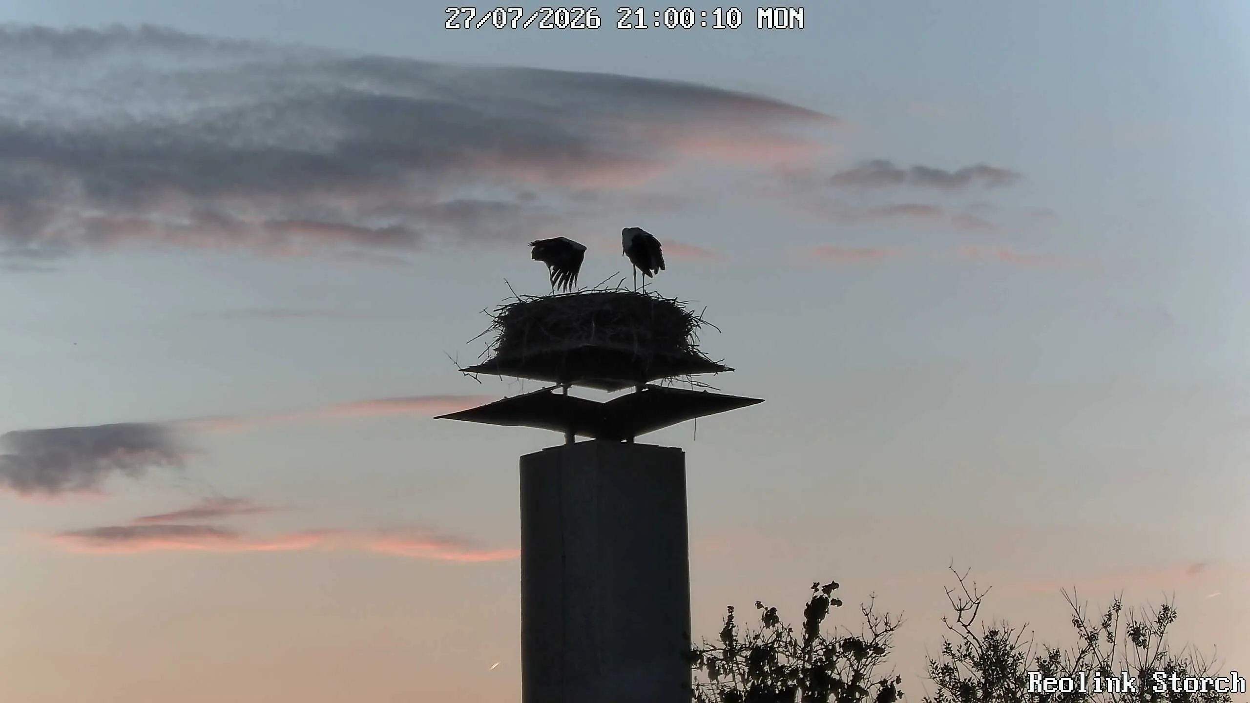 Storchencam Bild
