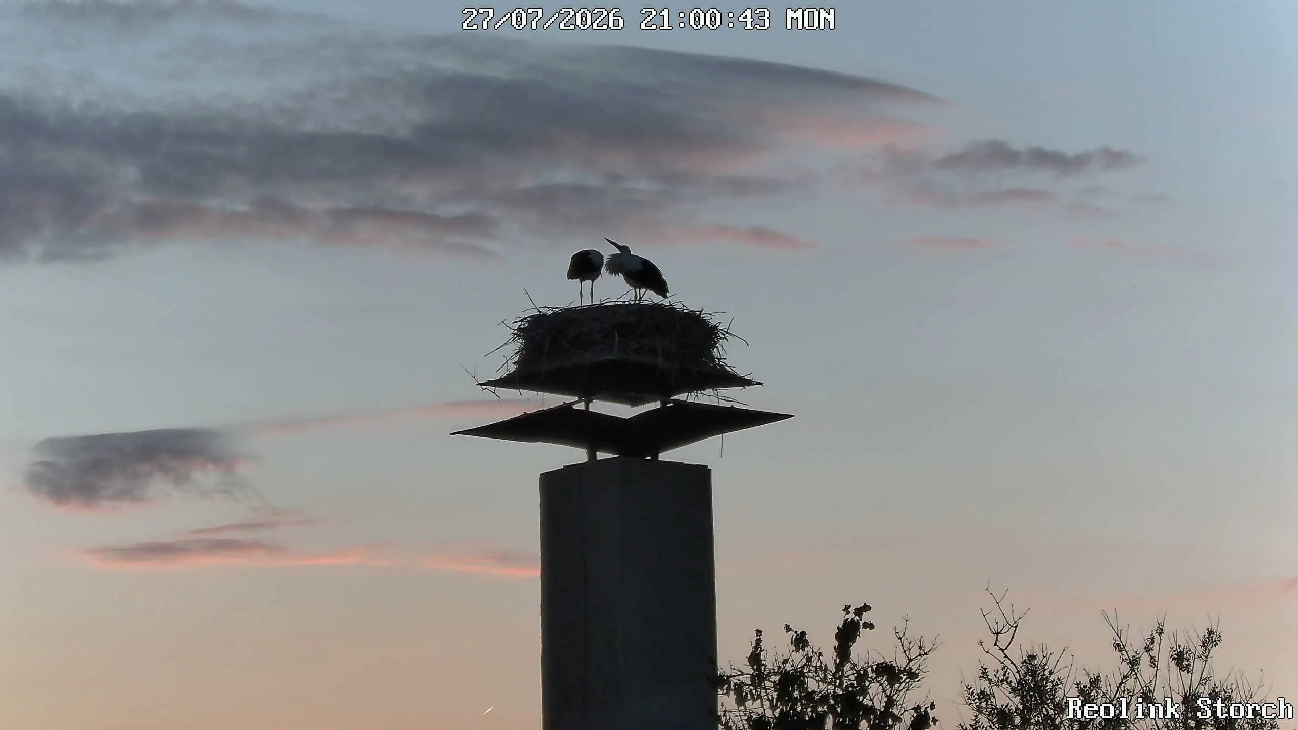 Storchencam Bild