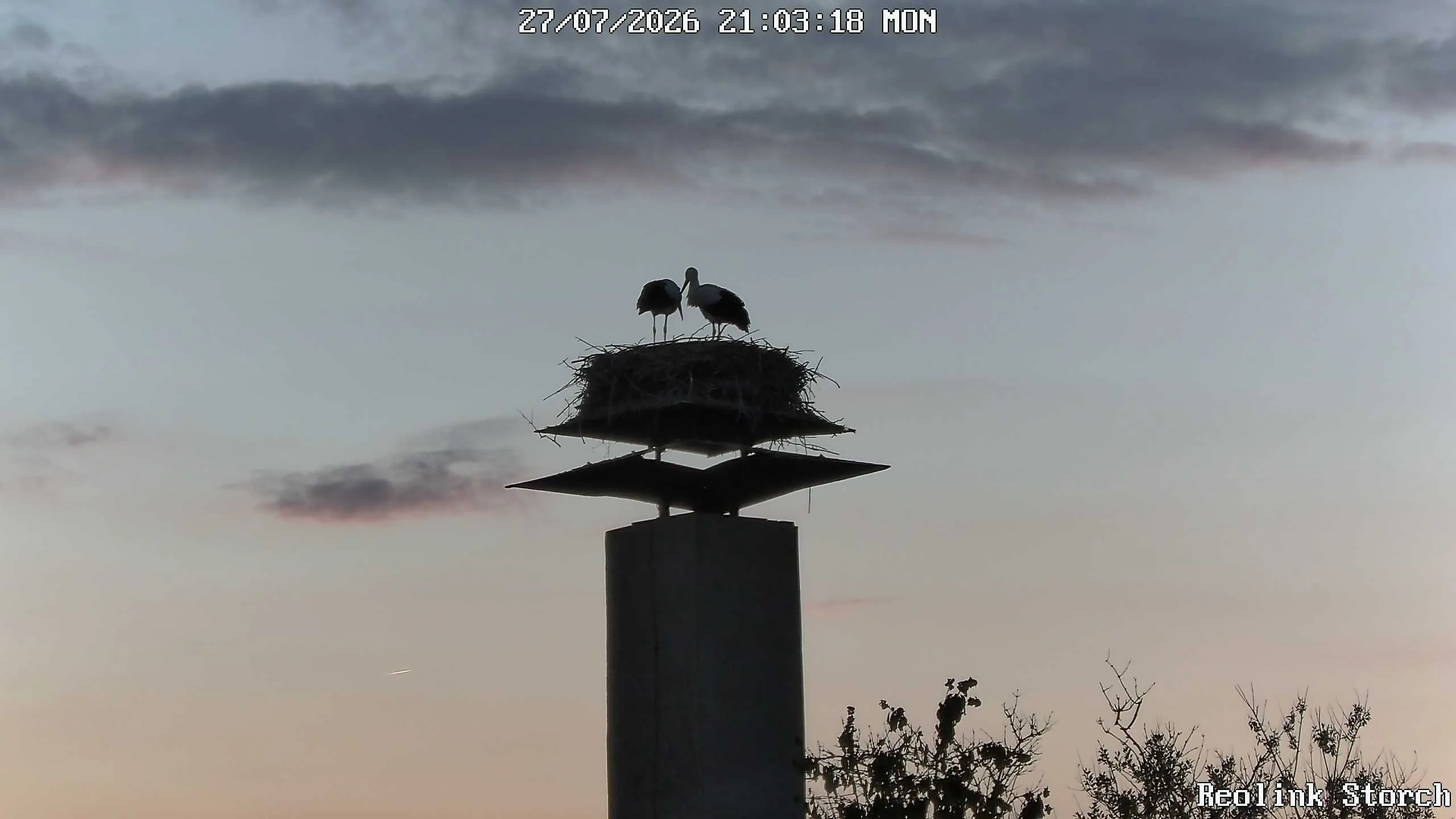 Storchencam Bild