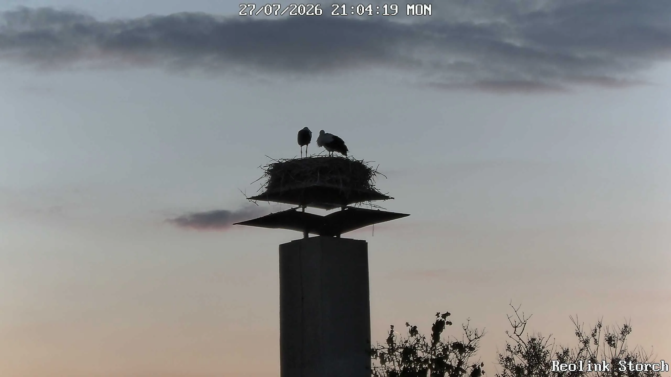 Storchencam Bild