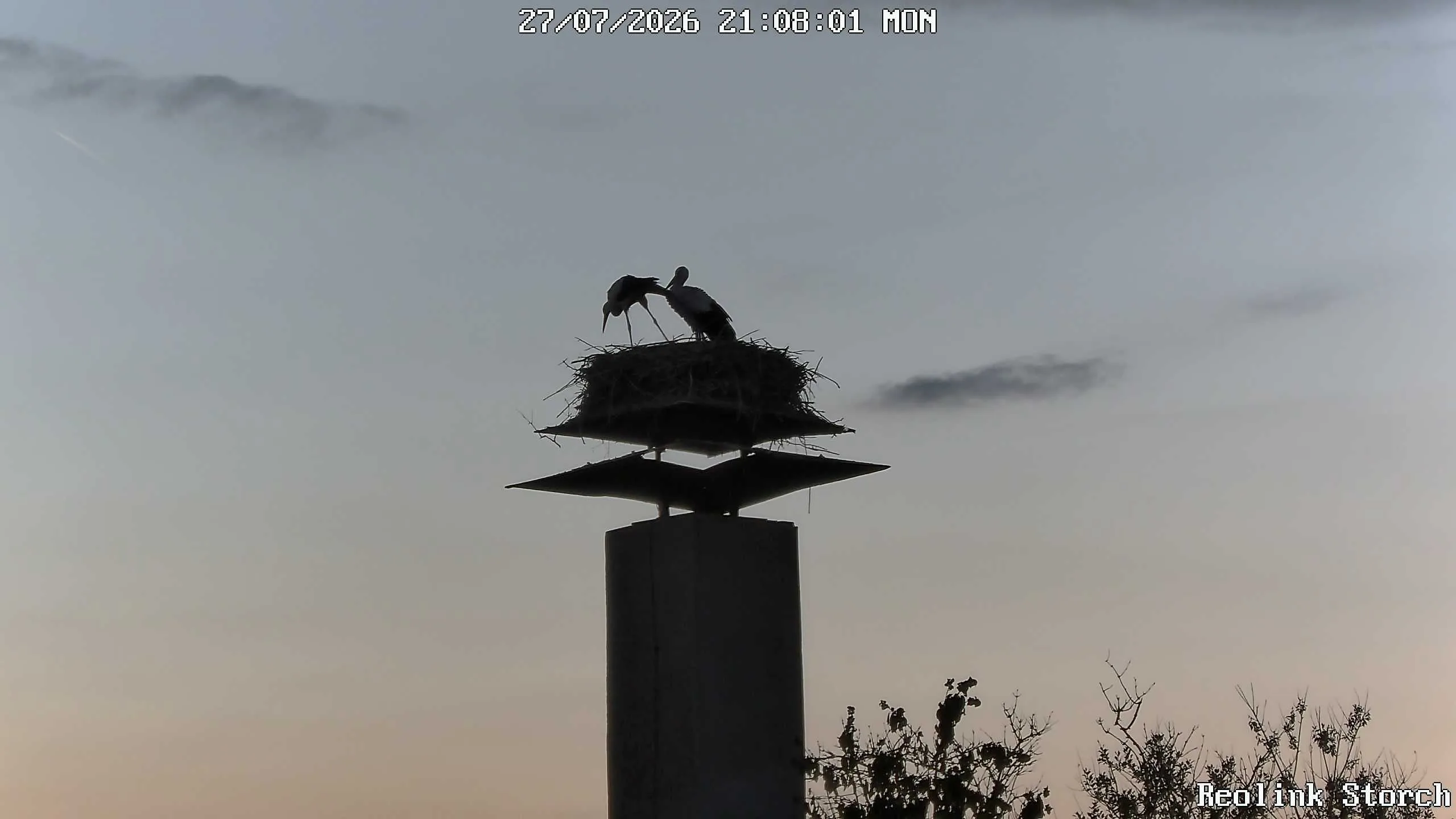 Storchencam Bild