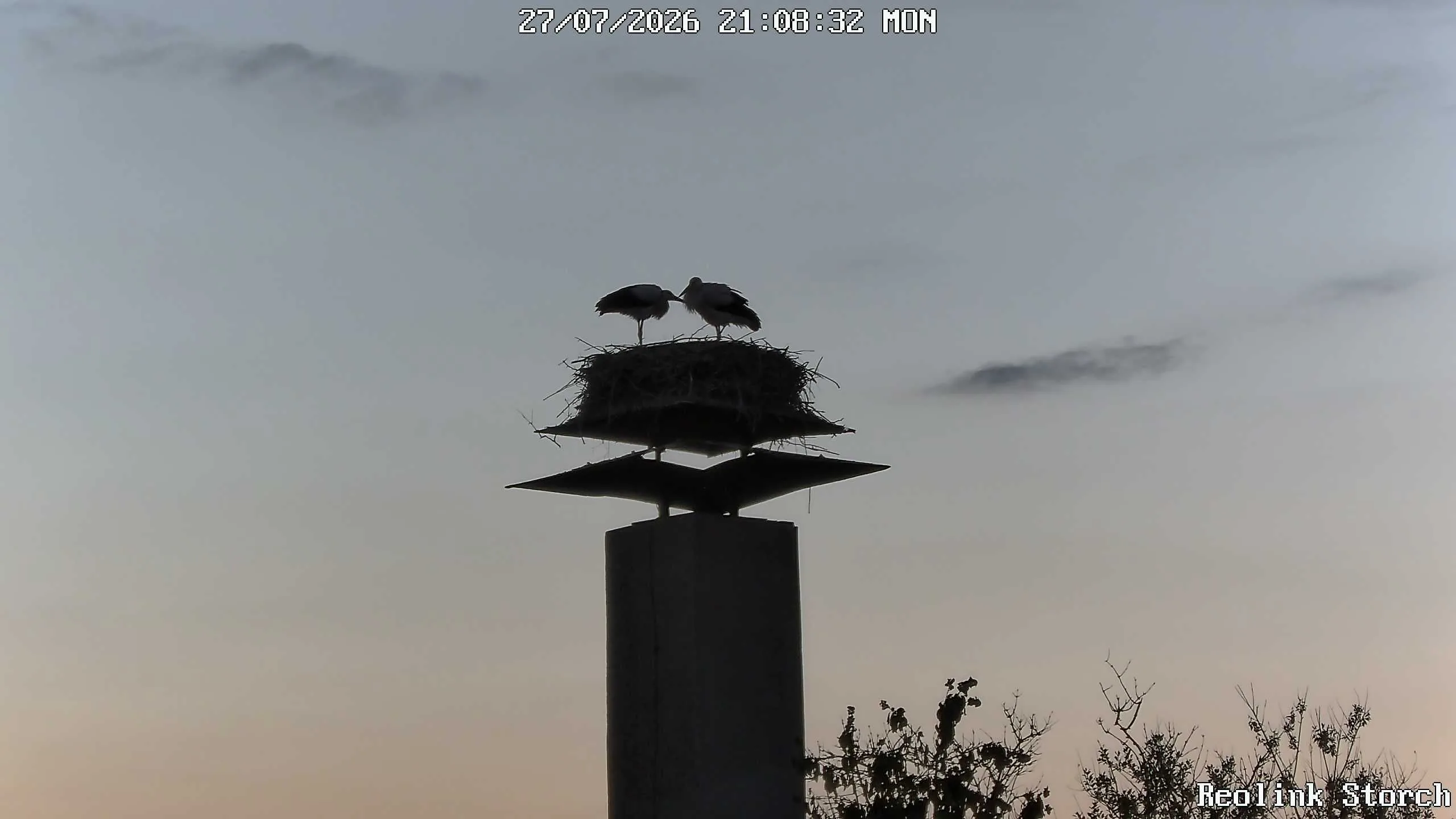 Storchencam Bild