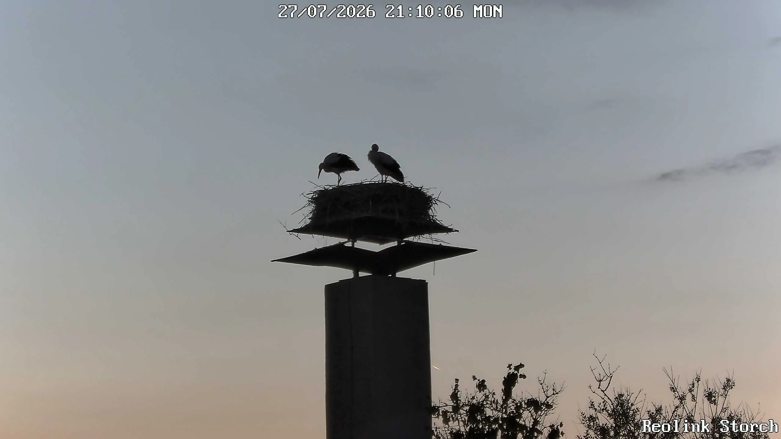 Storchencam Bild