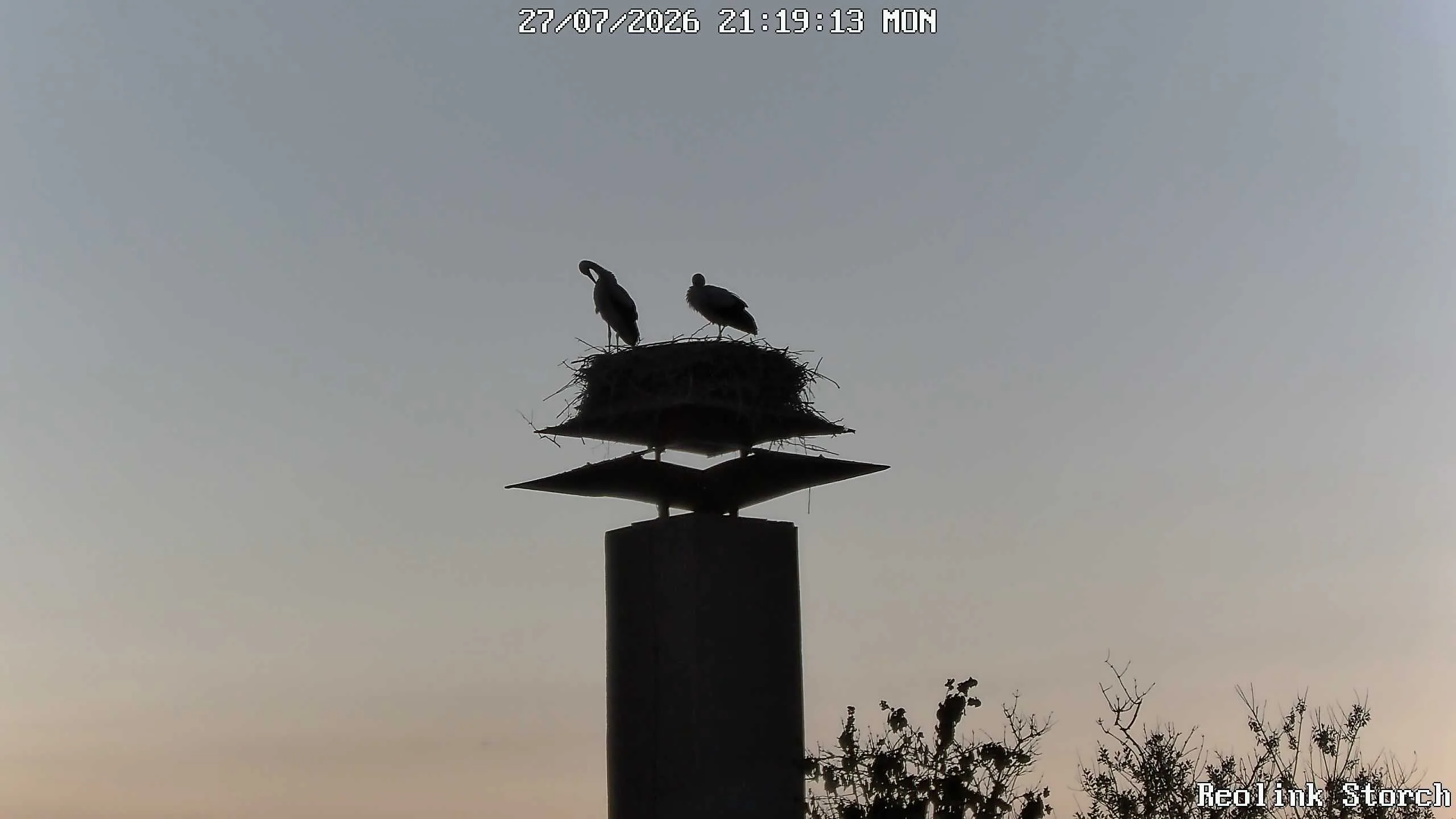 Storchencam Bild