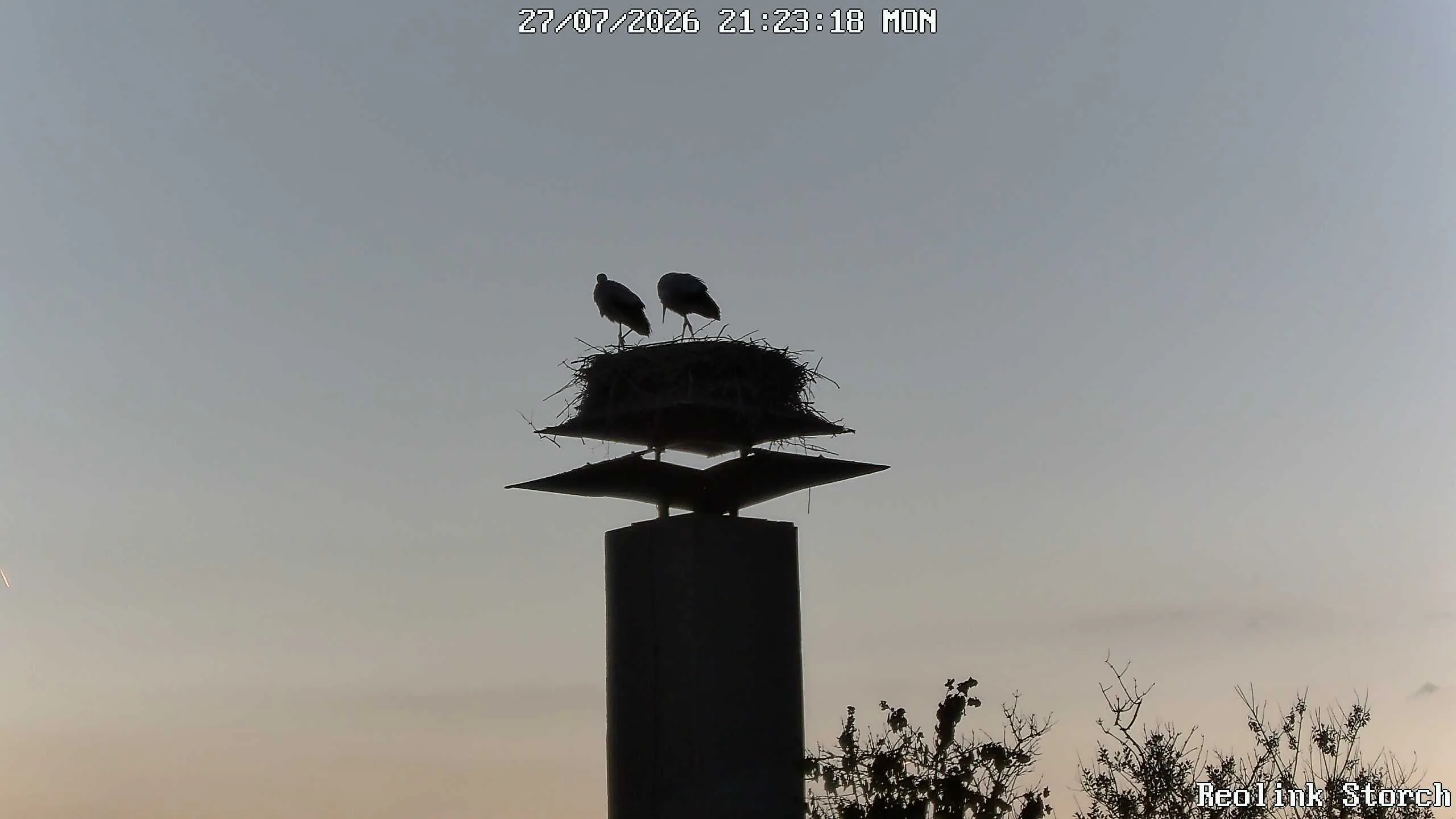 Storchencam Bild