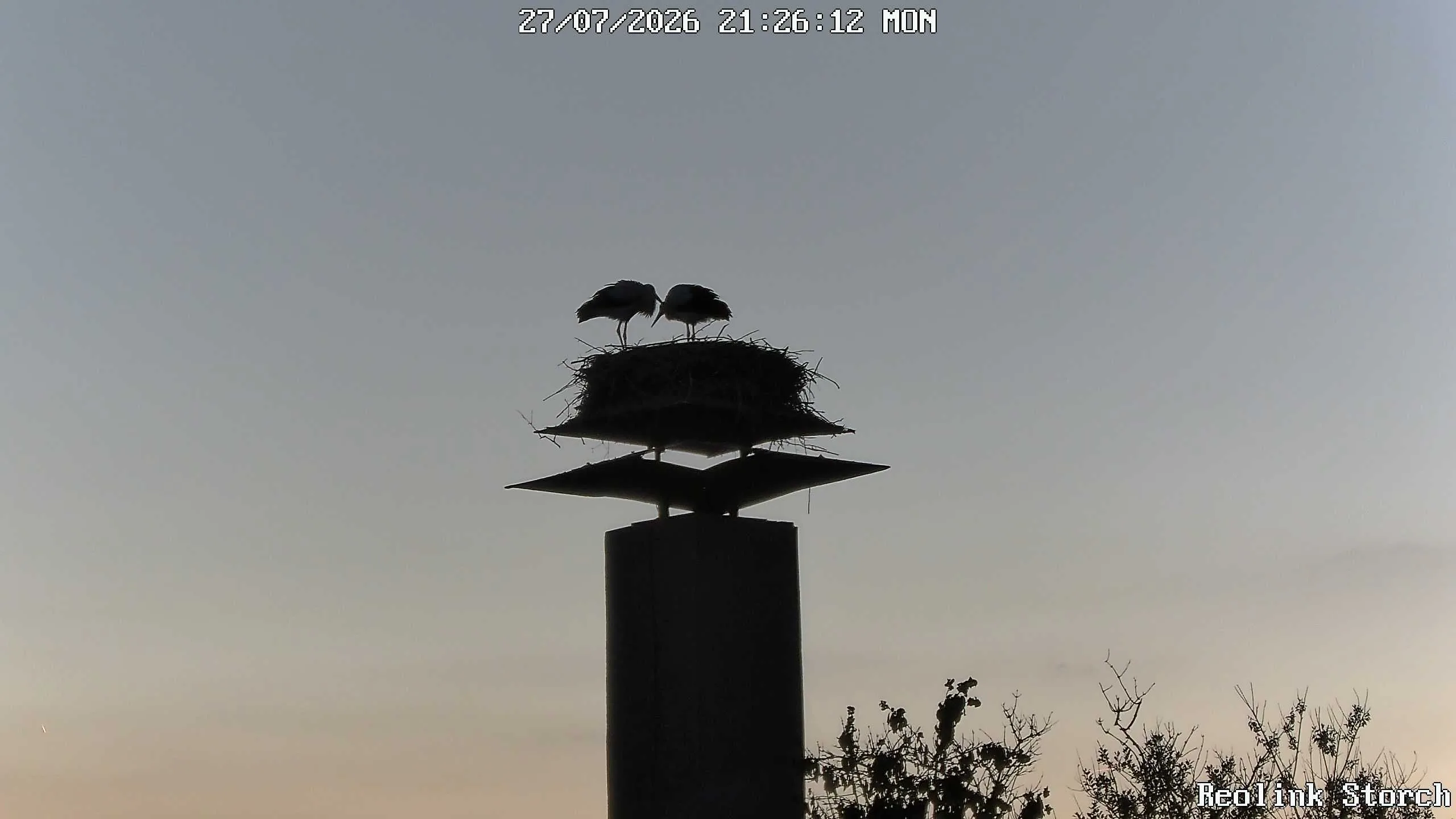 Storchencam Bild