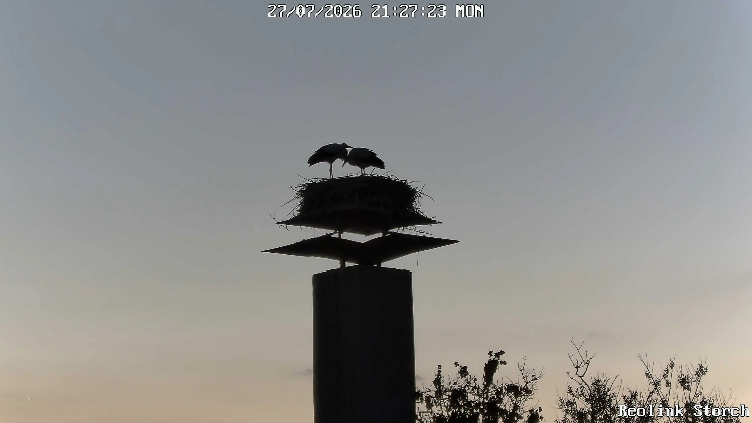 Storchencam Bild